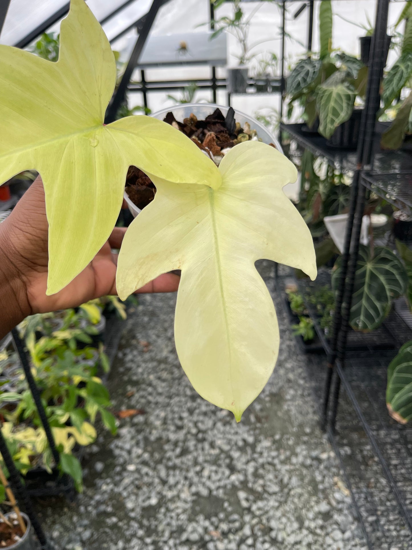Philodendron Florida Ghost- Grower’s Choice