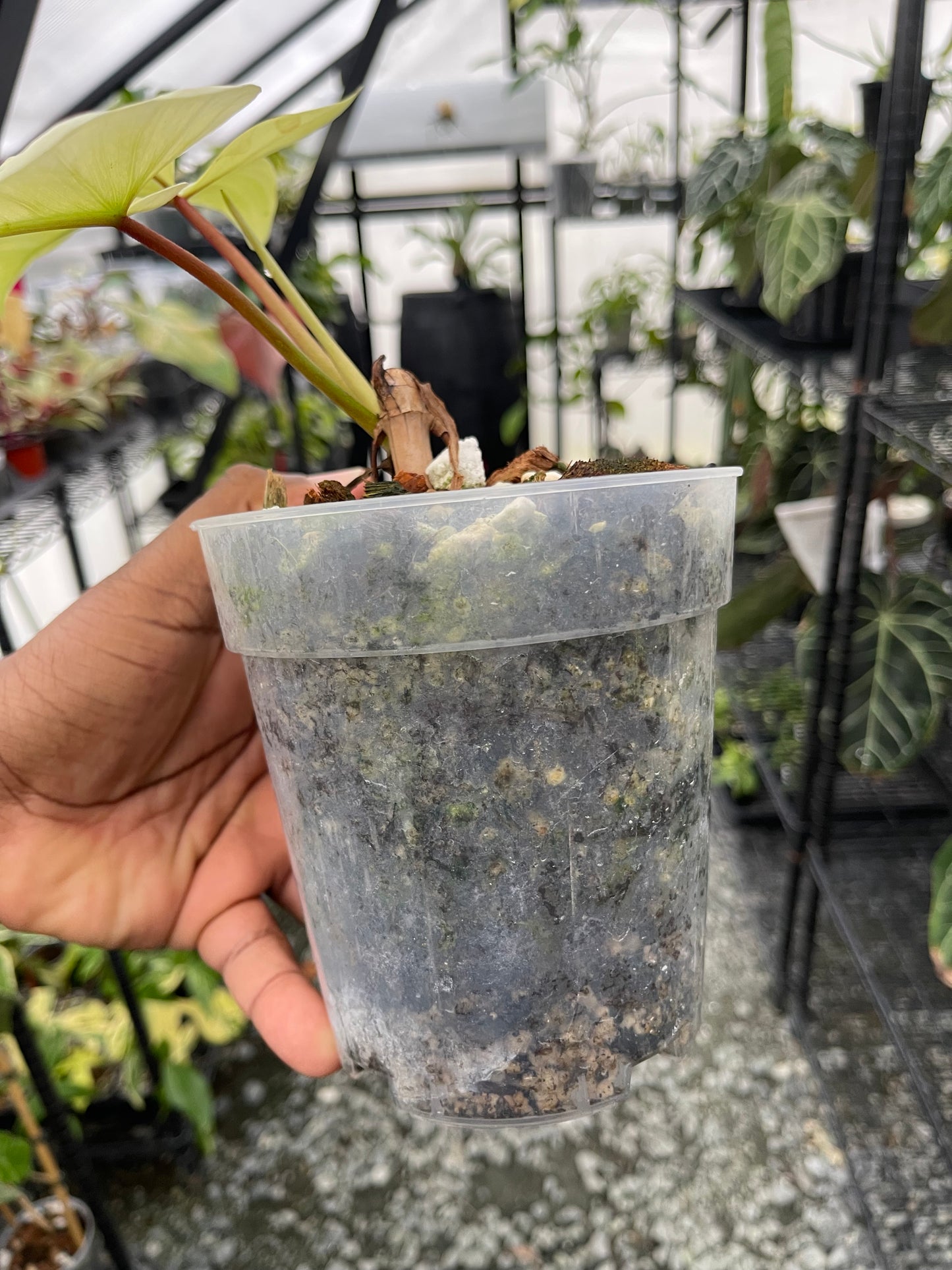 Philodendron Florida Ghost- Grower’s Choice