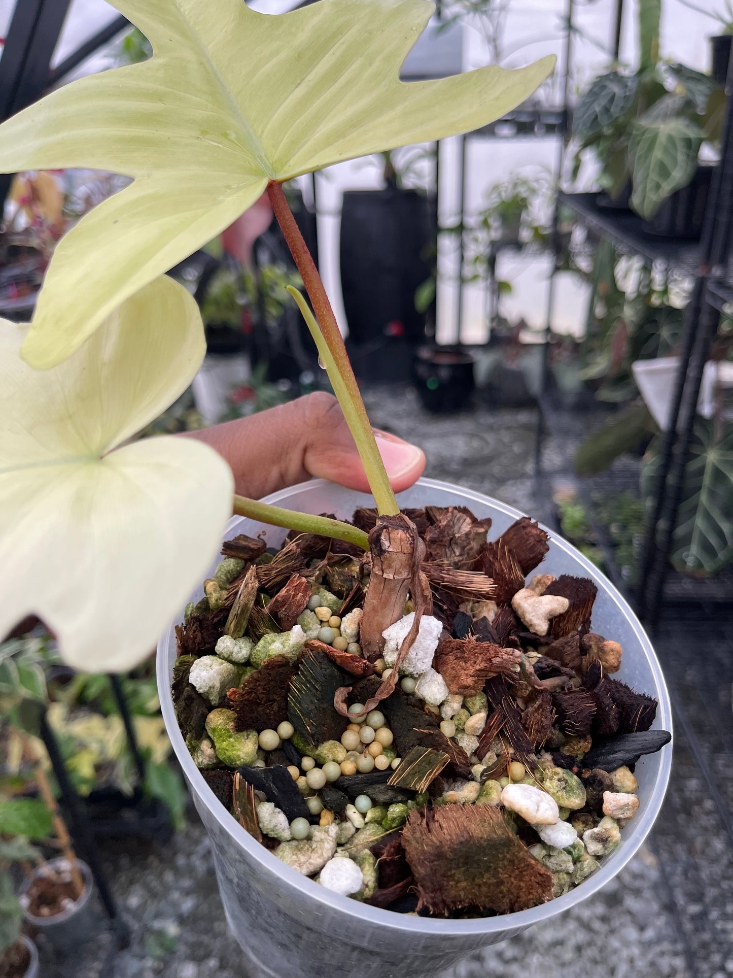 Philodendron Florida Ghost- Grower’s Choice