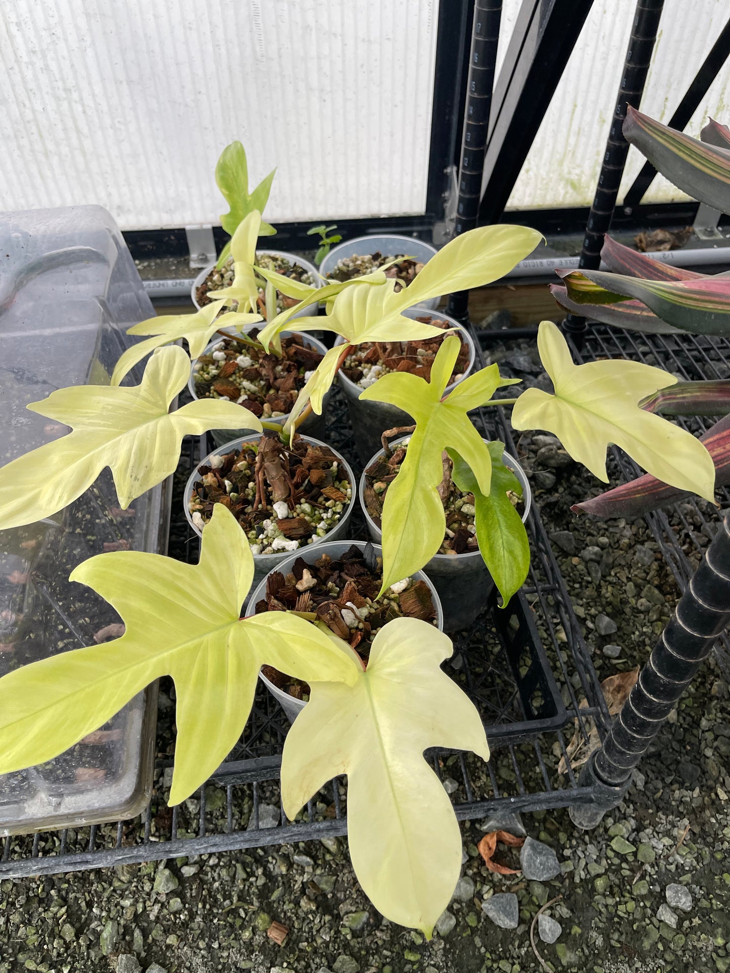 Philodendron Florida Ghost- Grower’s Choice