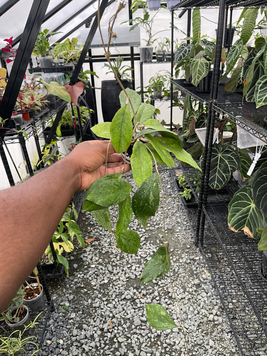 Hoya Chicken Farm