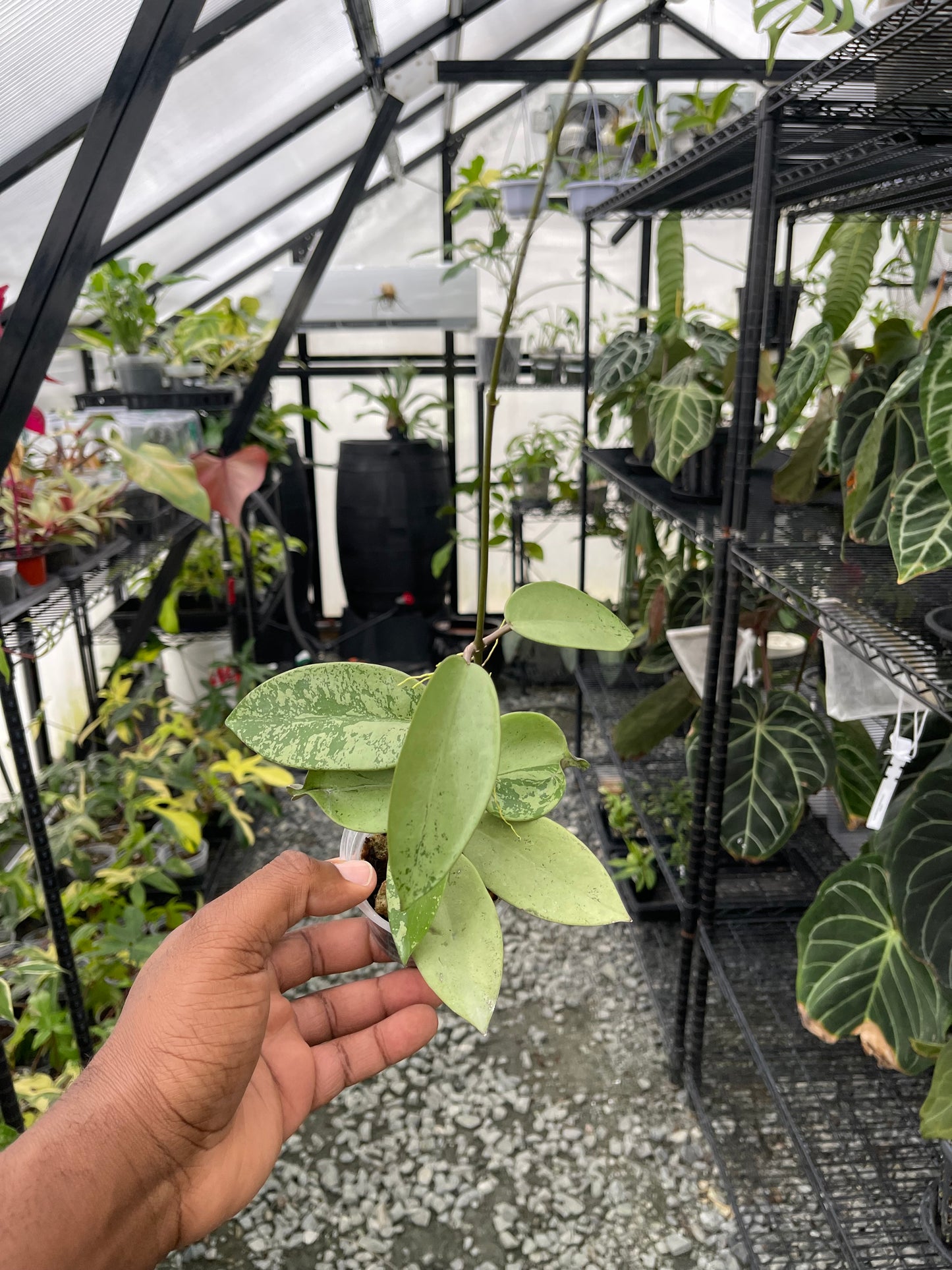 Hoya Silver Dollar- Grower's Choice