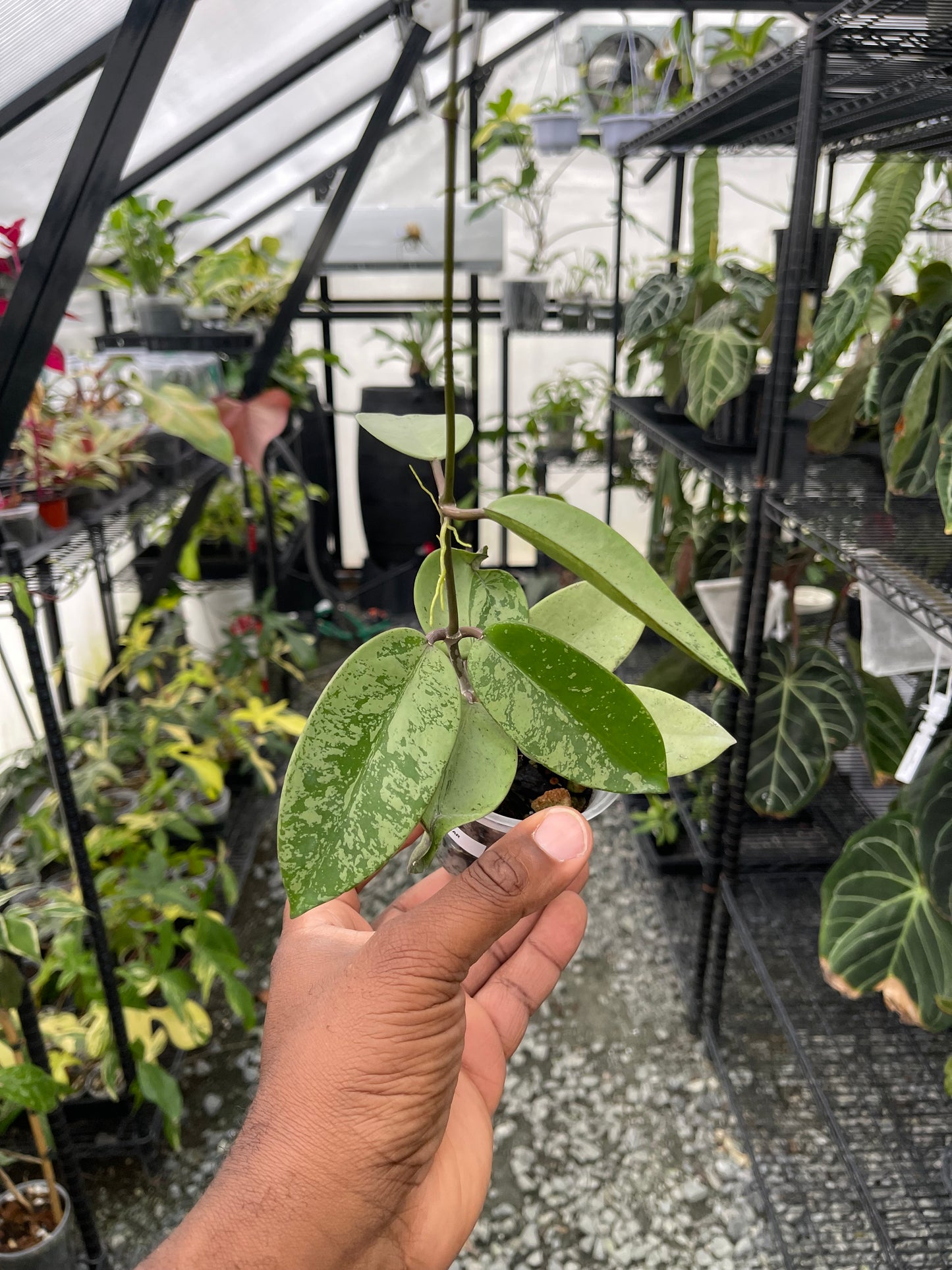 Hoya Silver Dollar- Grower's Choice