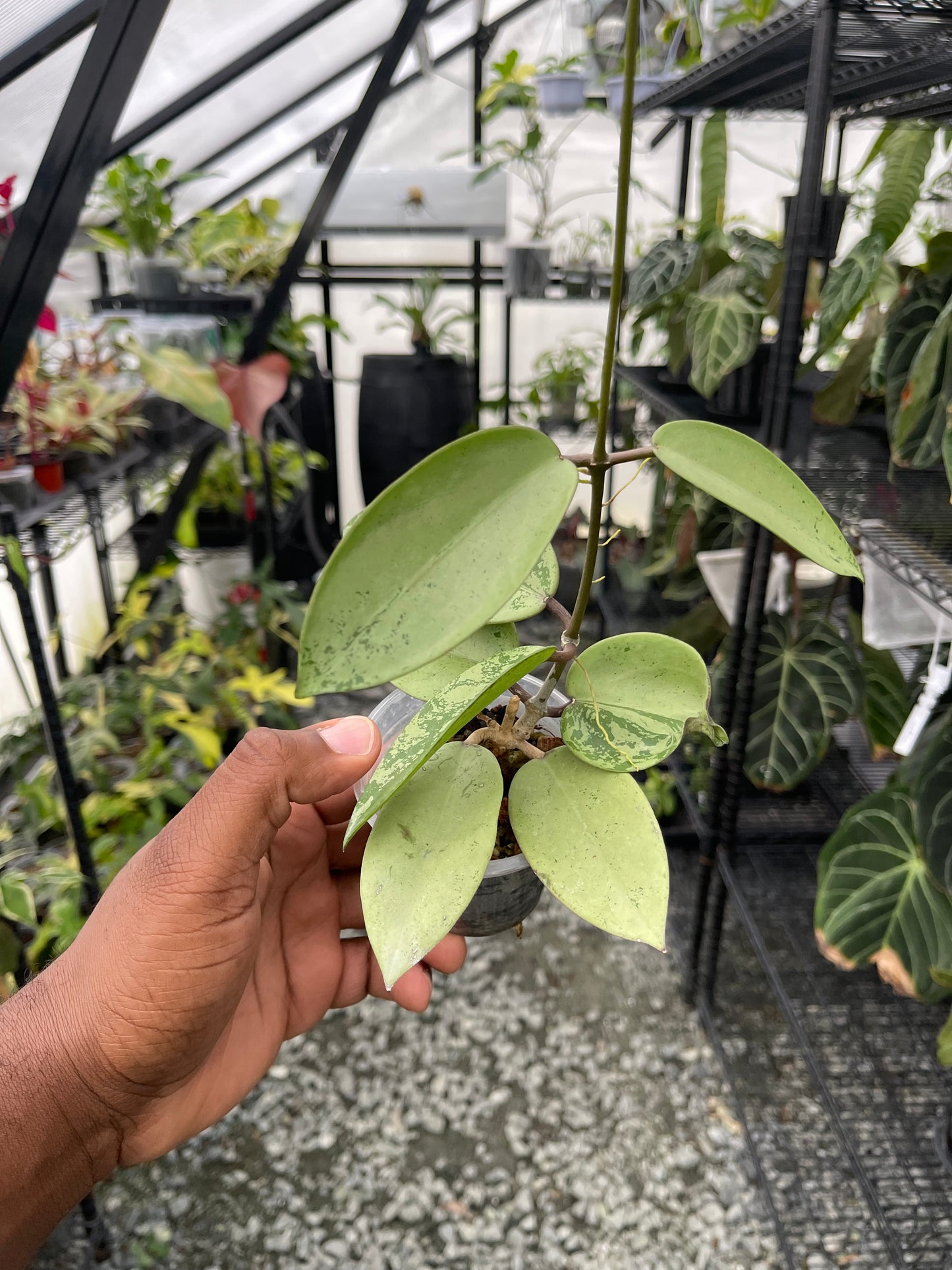 Hoya Silver Dollar- Grower's Choice