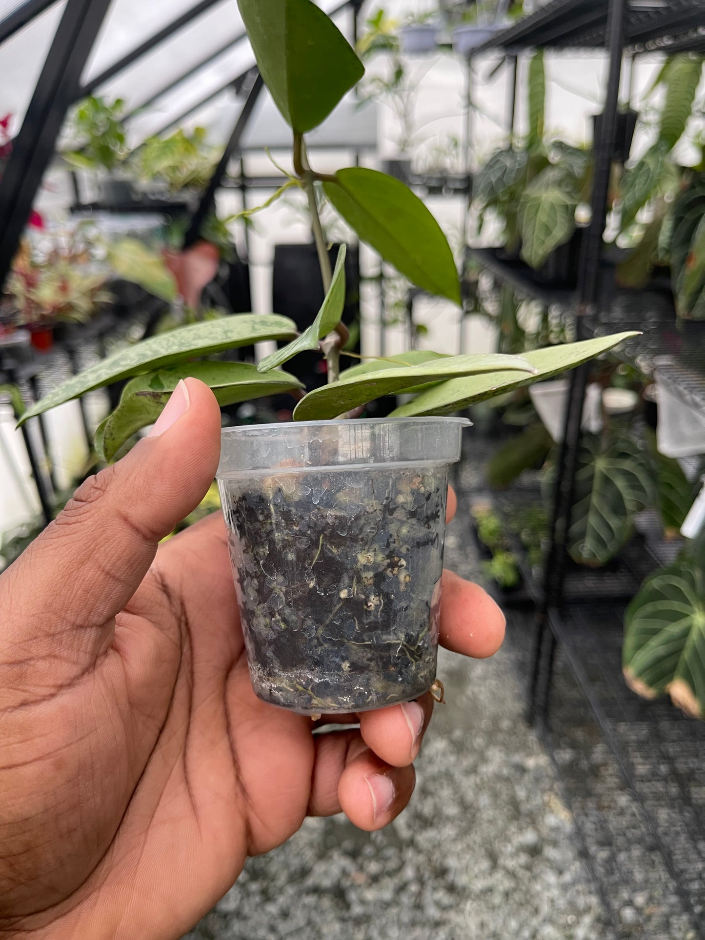 Hoya Silver Dollar- Grower's Choice