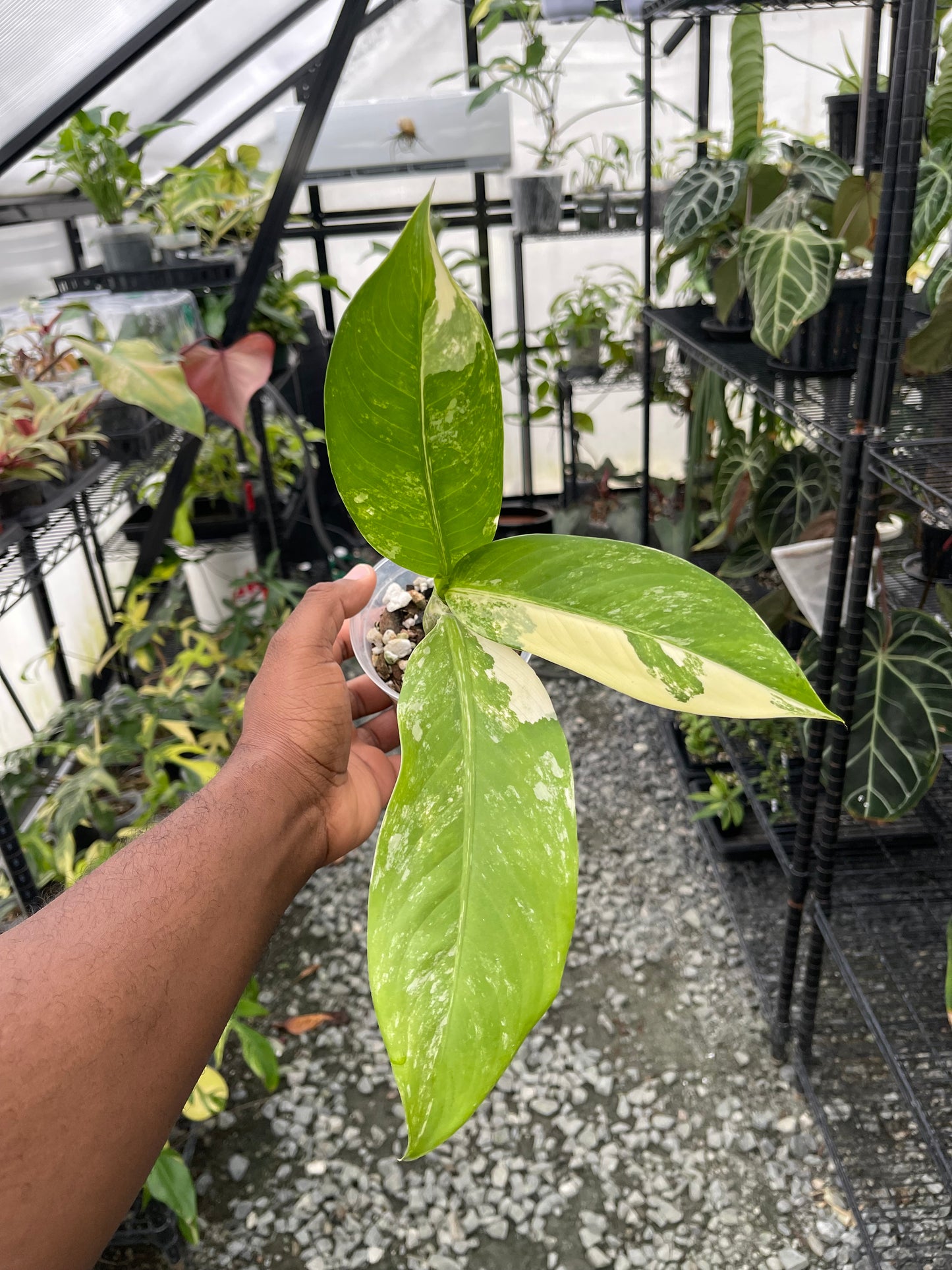 Dieffenbachia Big Ben