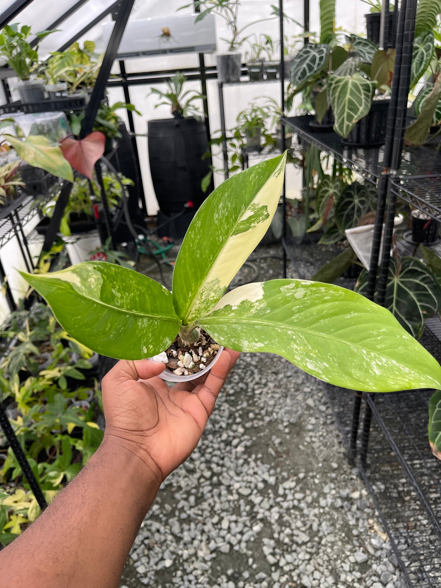 Dieffenbachia Big Ben