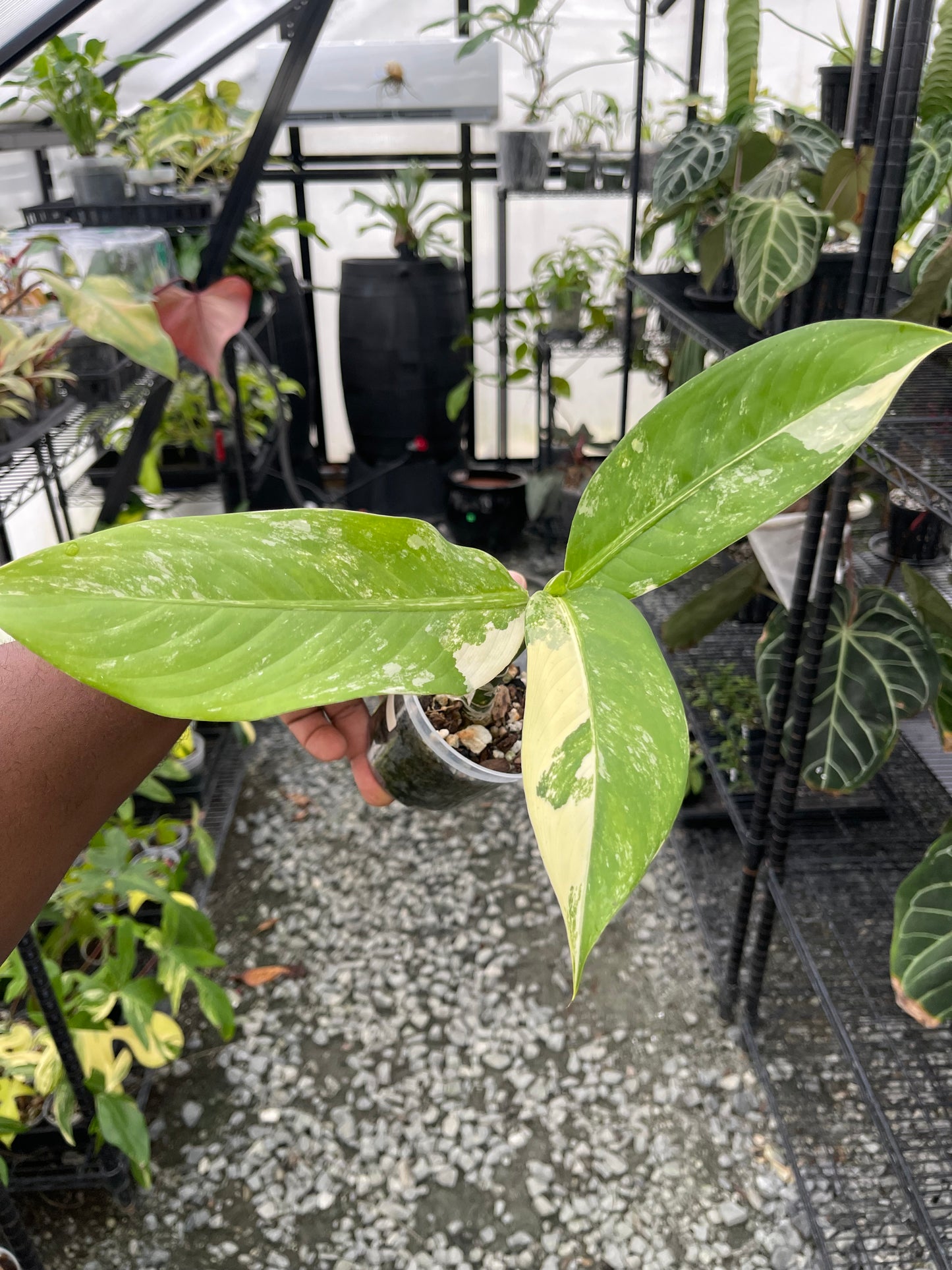 Dieffenbachia Big Ben