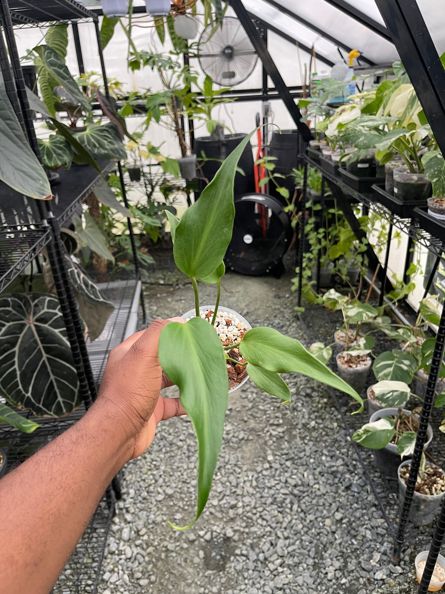 Monstera Burle Marx Flame TC- Grower's Choice