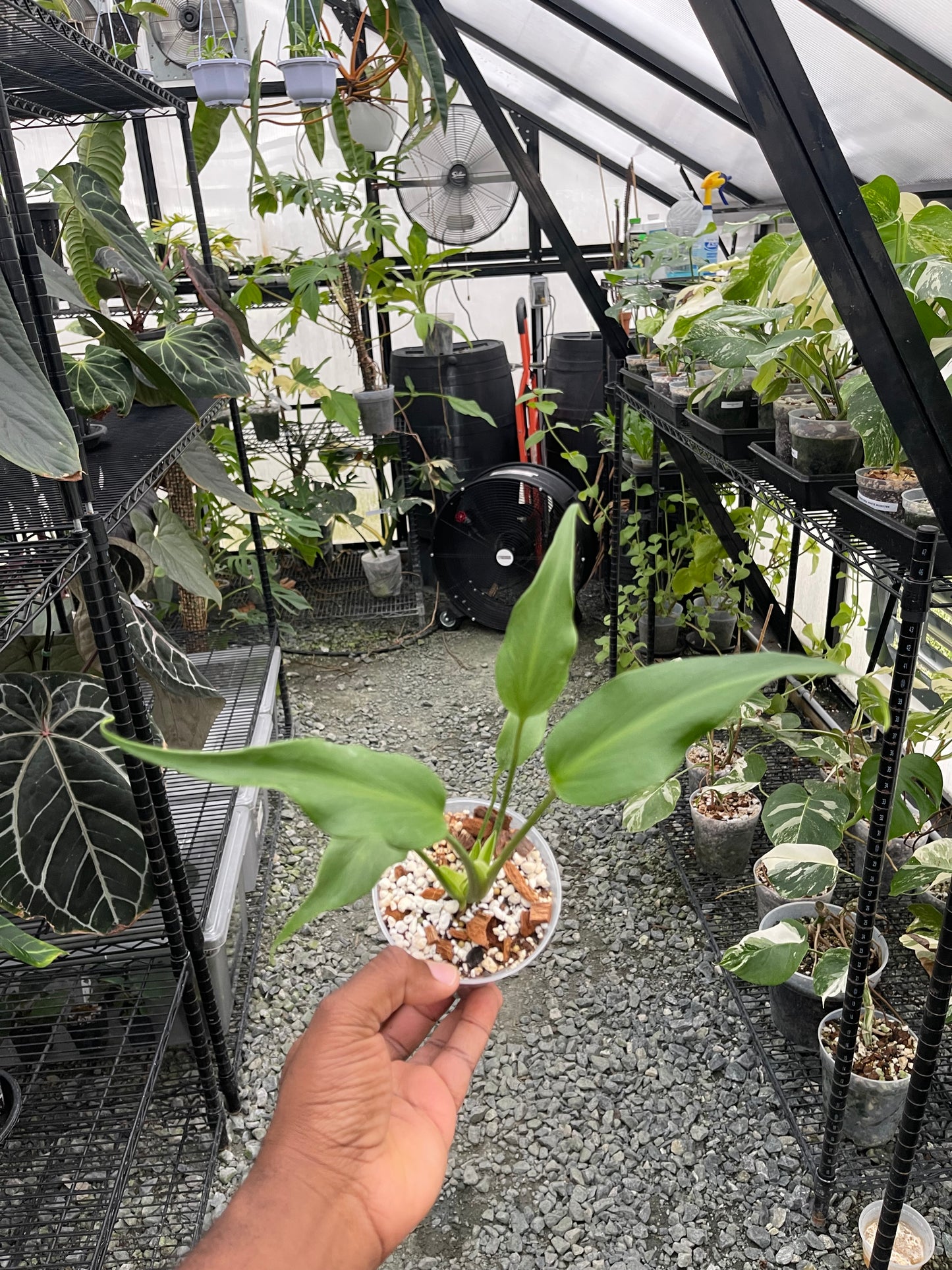 Monstera Burle Marx Flame TC- Grower's Choice