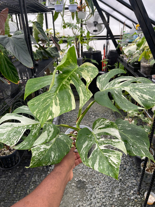 Variegated Monstera Albo (Small Form)