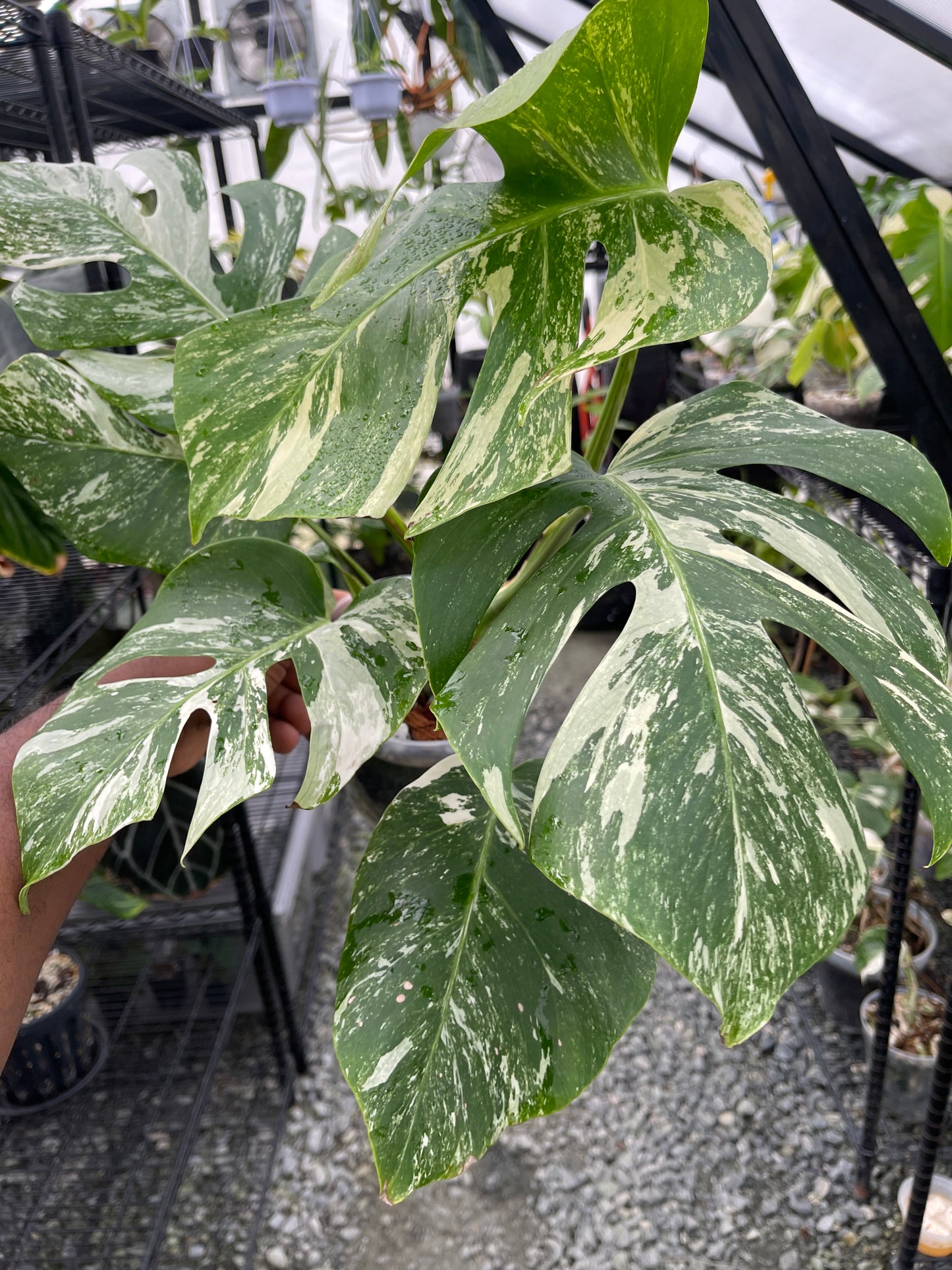 Variegated Monstera Albo (Small Form)