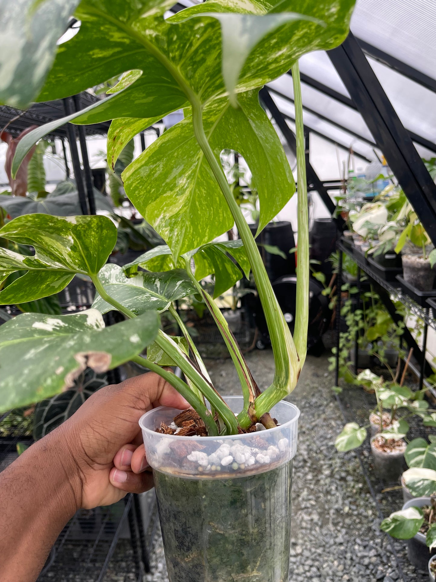 Variegated Monstera Albo (Small Form)