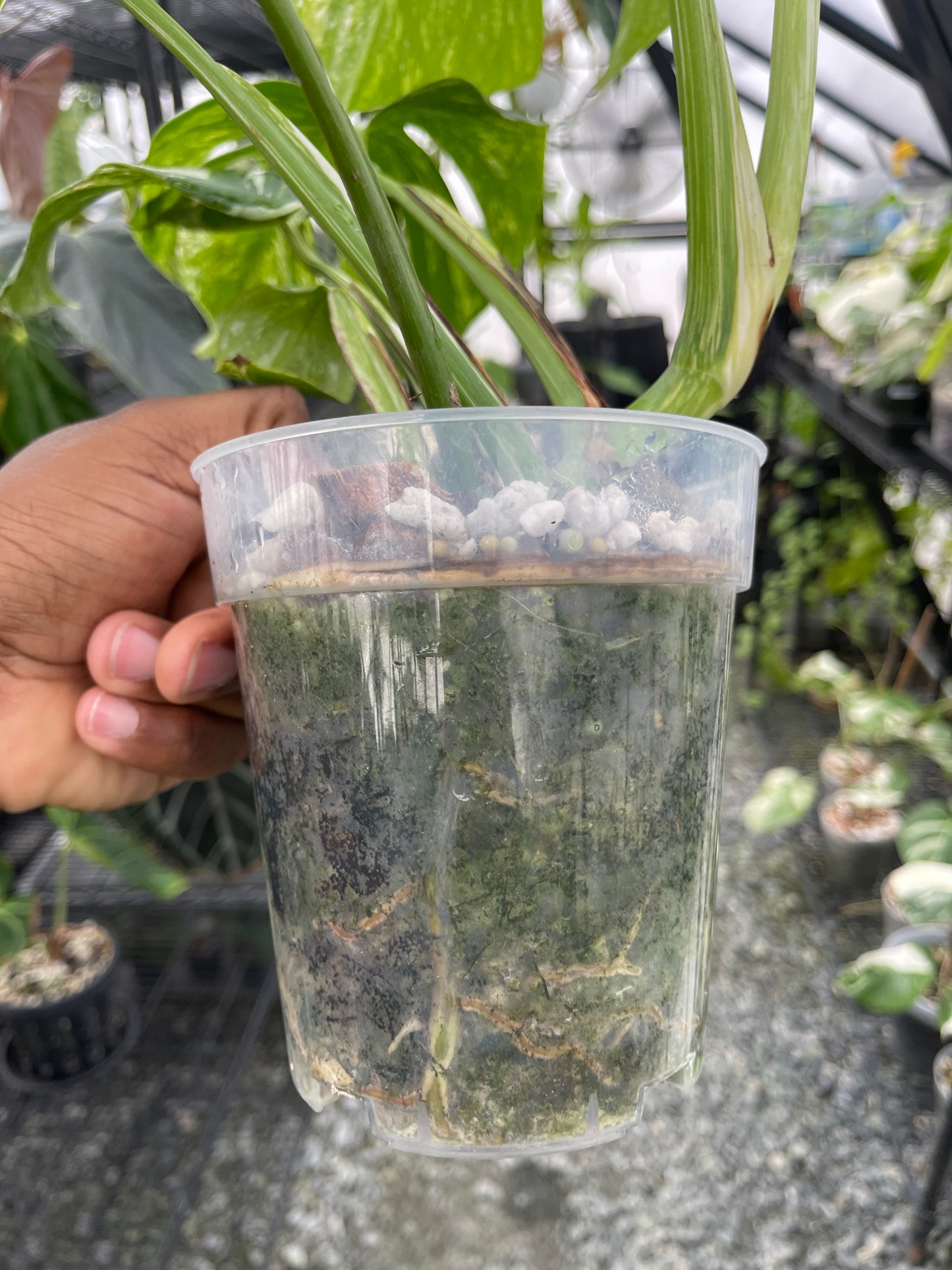 Variegated Monstera Albo (Small Form)