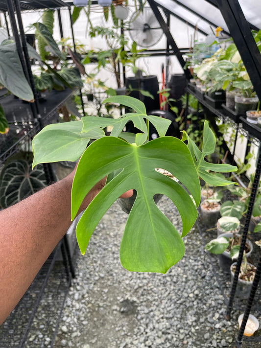 Monstera Kunzo Compacta