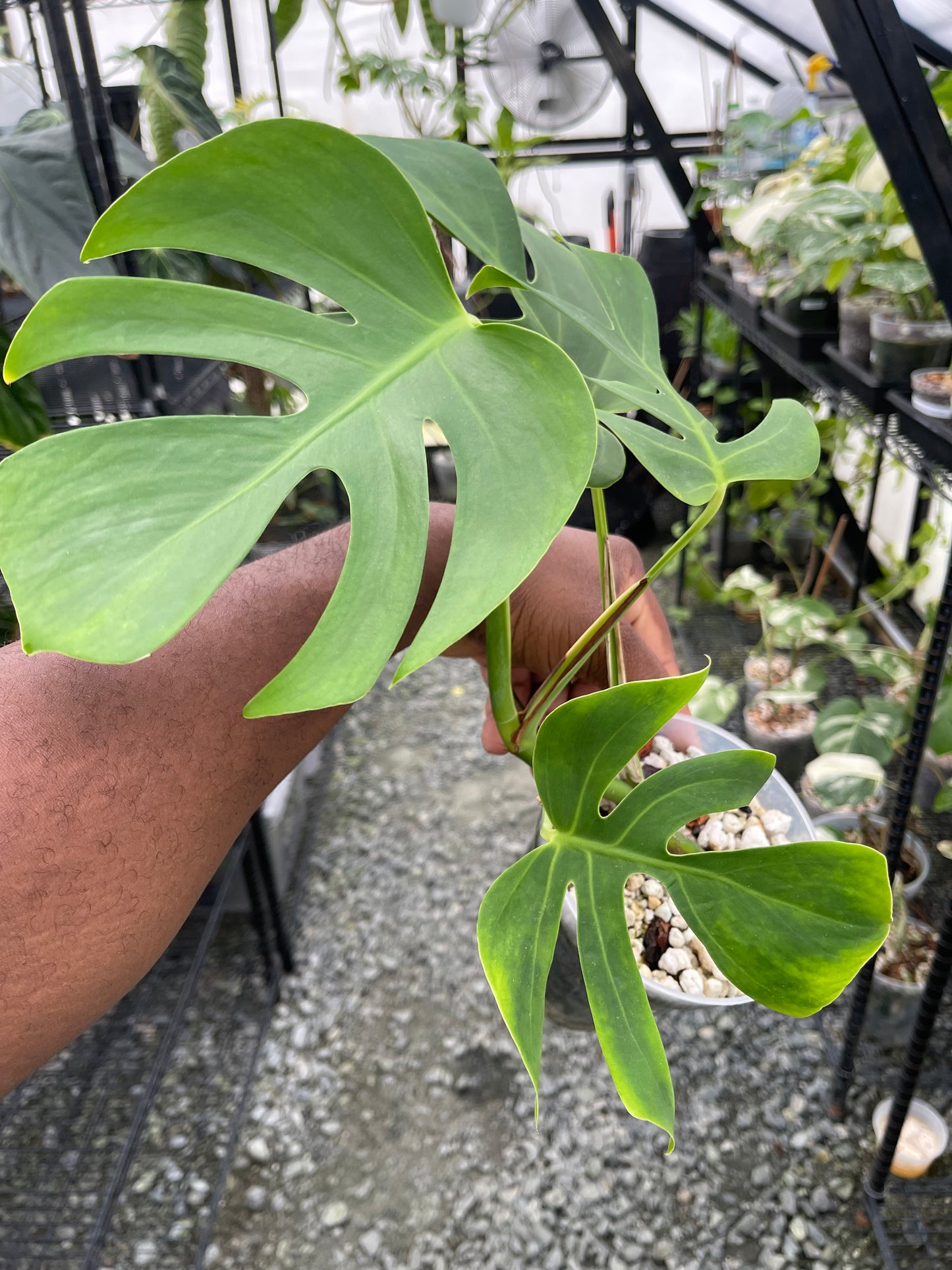 Monstera Kunzo Compacta