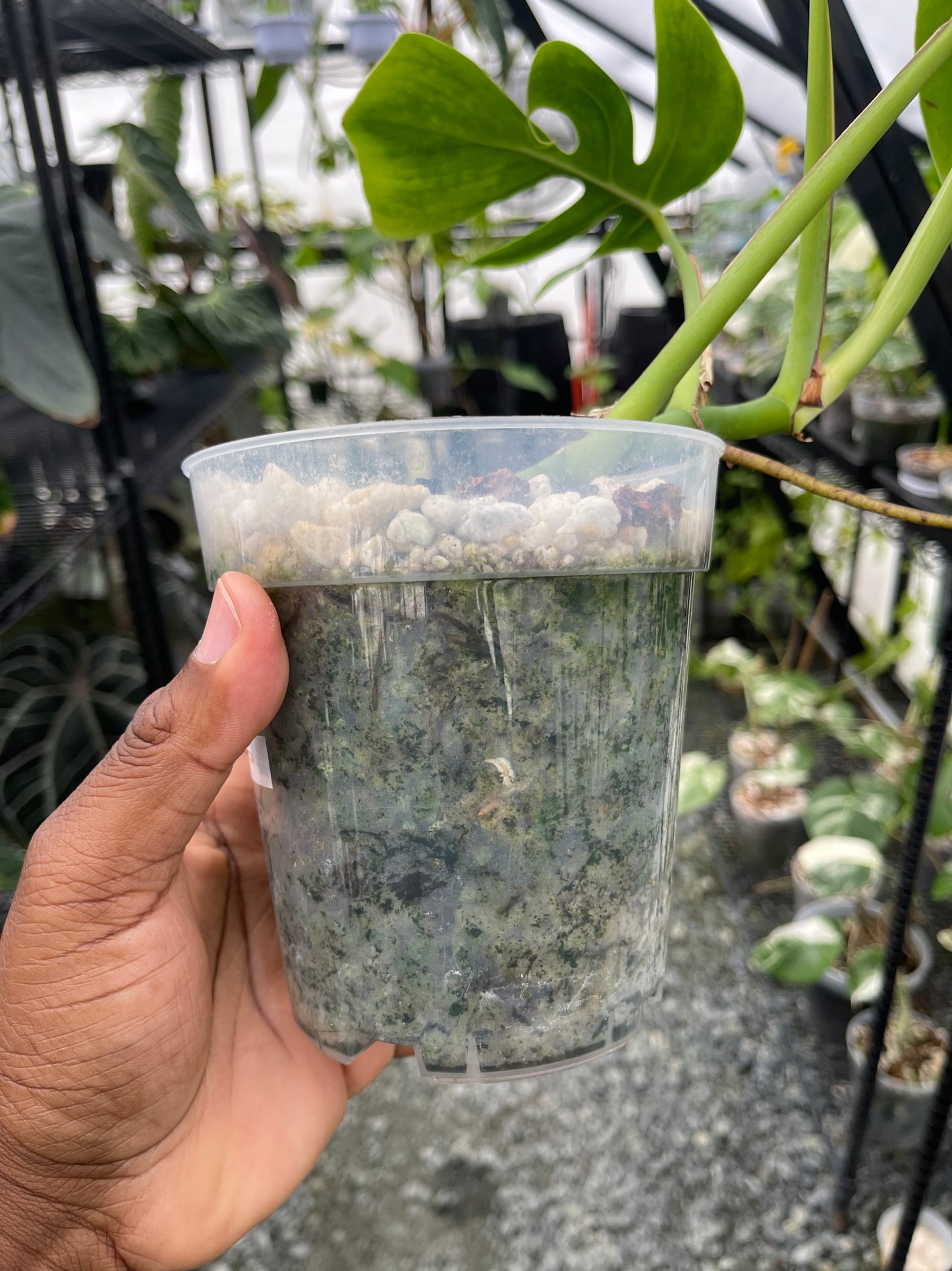 Monstera Kunzo Compacta