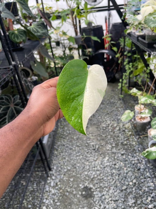 Variegated Monstera Albo (Small Form)