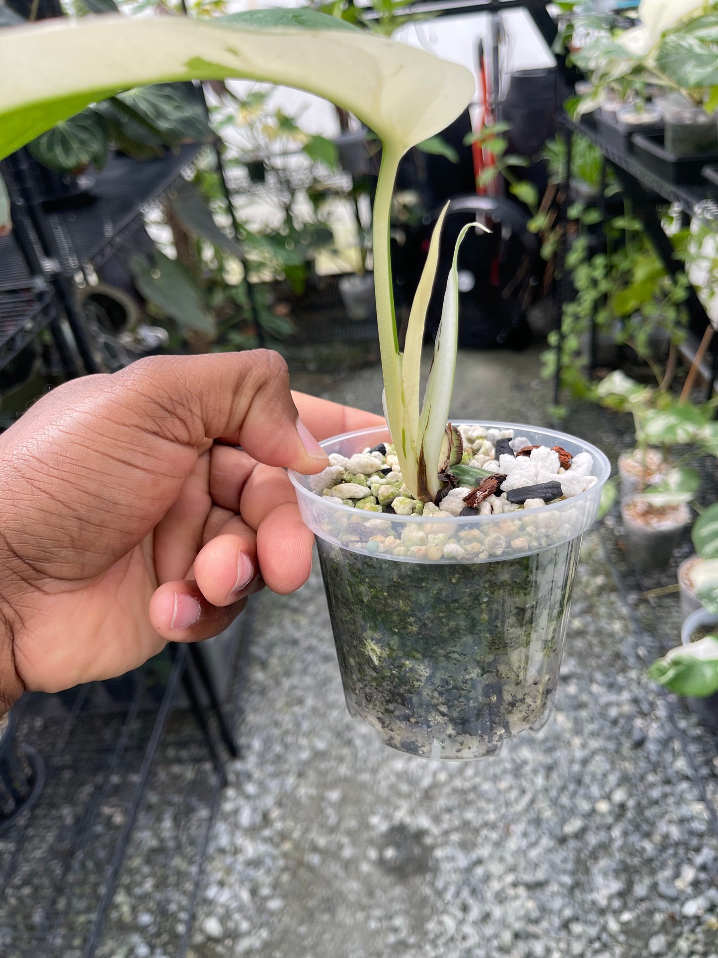 Variegated Monstera Albo (Small Form)