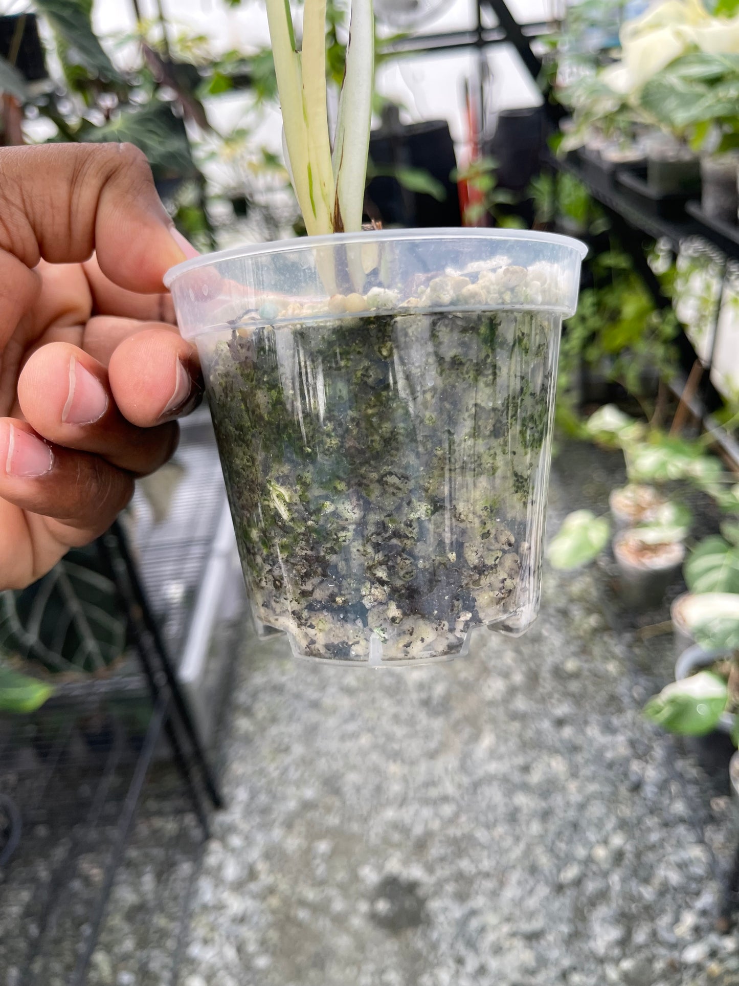 Variegated Monstera Albo (Small Form)