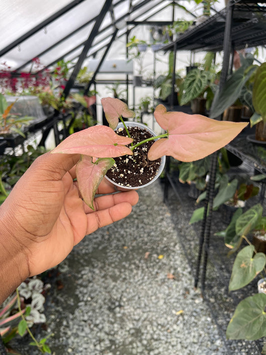 Syngonium Pink( Reverted Tricolors)- Grower's Choice