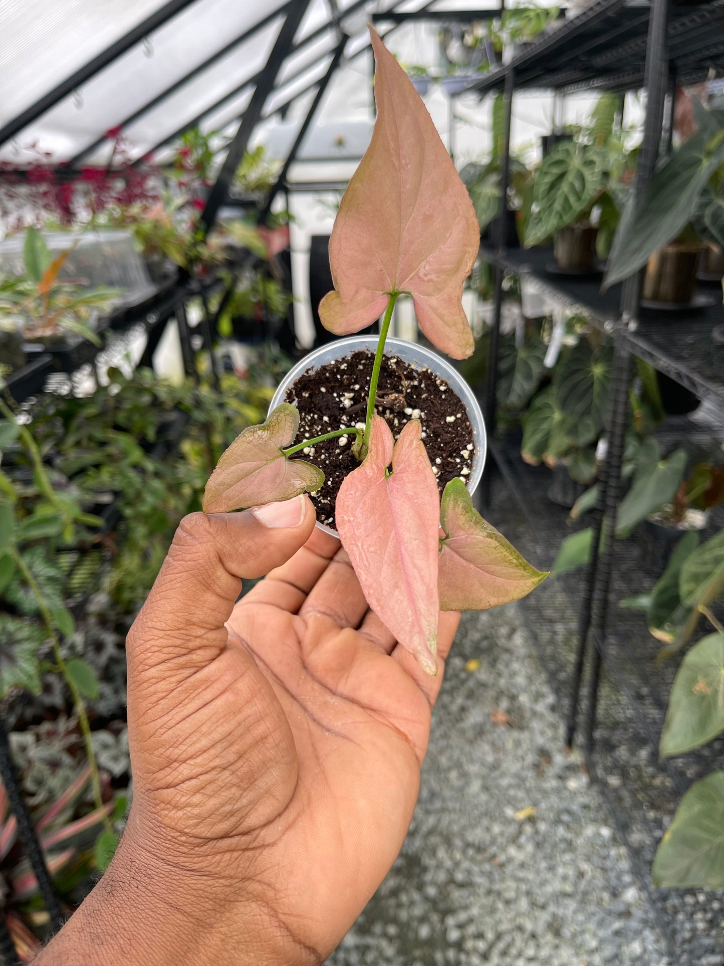 Syngonium Pink( Reverted Tricolors)- Grower's Choice