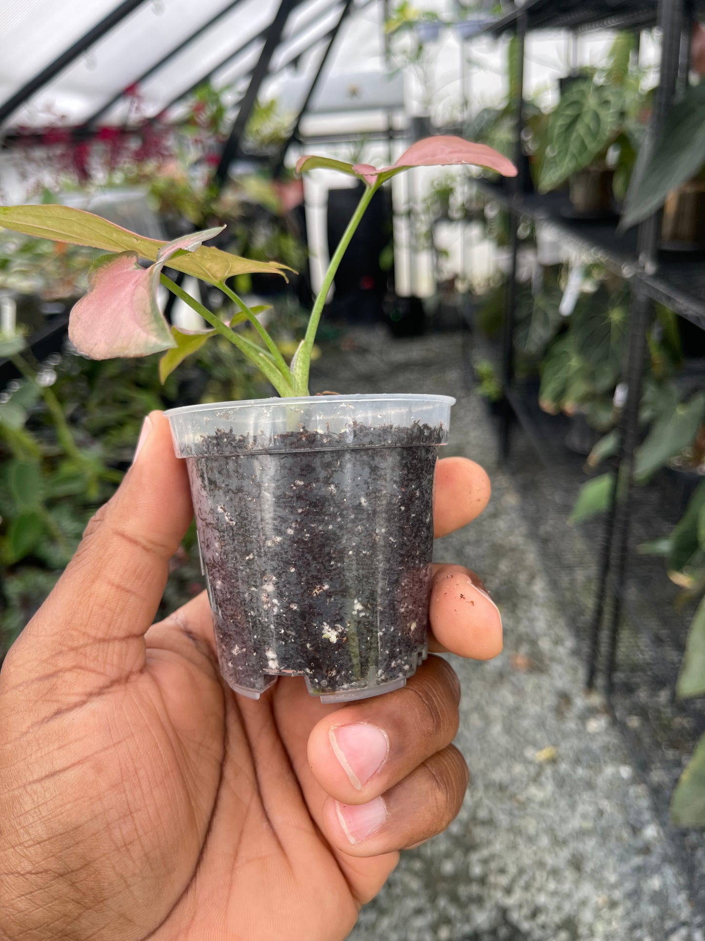 Syngonium Pink( Reverted Tricolors)- Grower's Choice