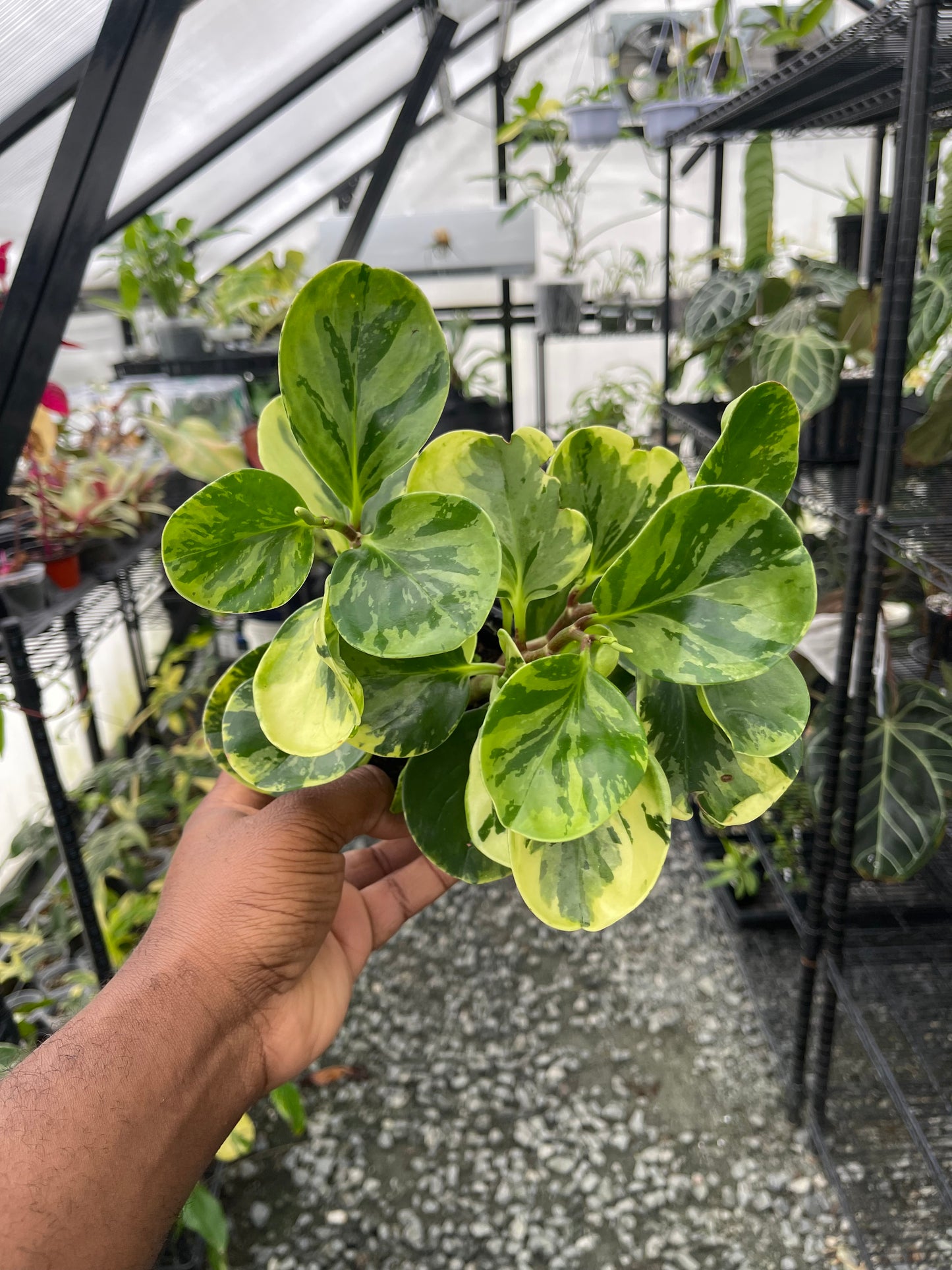 Variegated Peperomia- Grower’s Choice