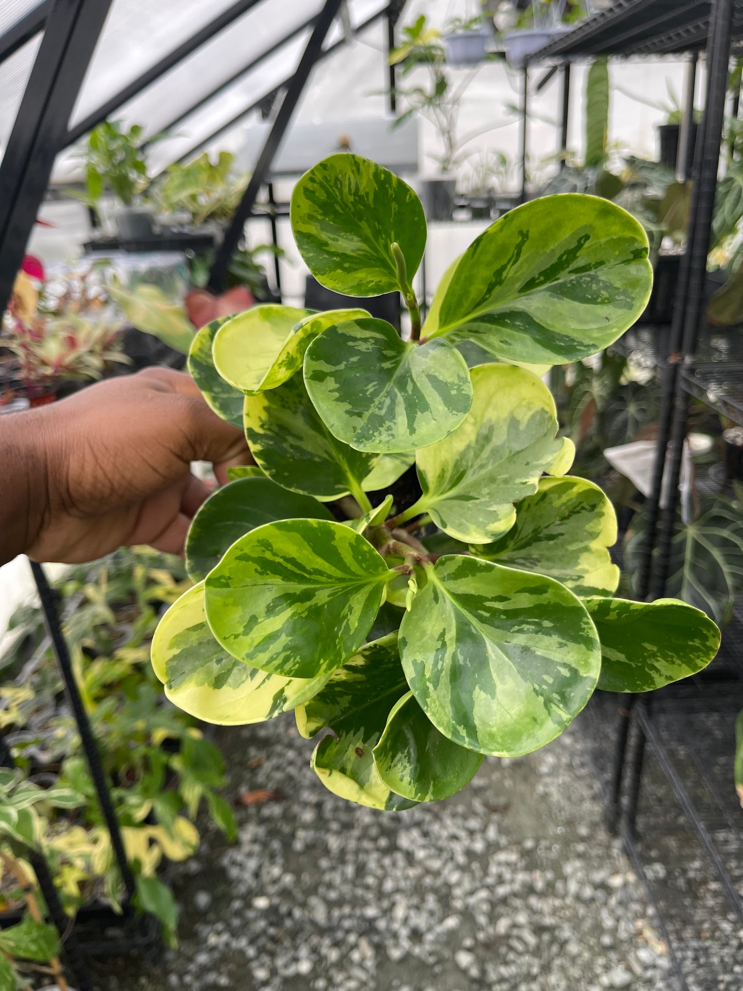 Variegated Peperomia- Grower’s Choice