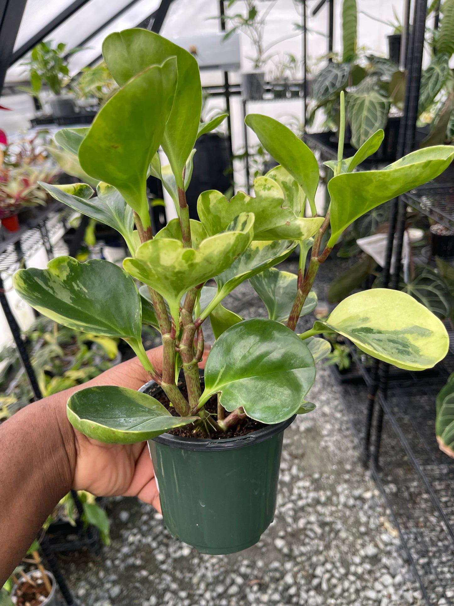 Variegated Peperomia- Grower’s Choice