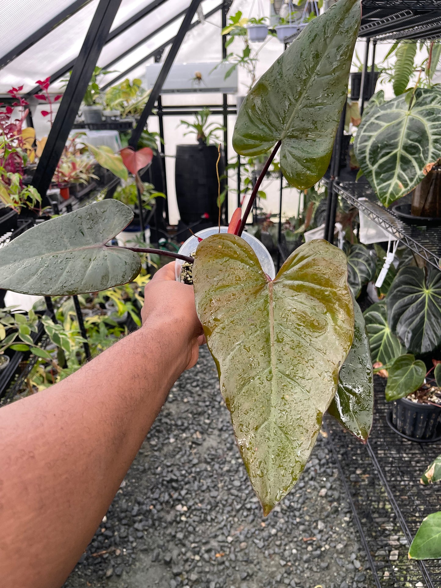 Philodendron Dark Lord