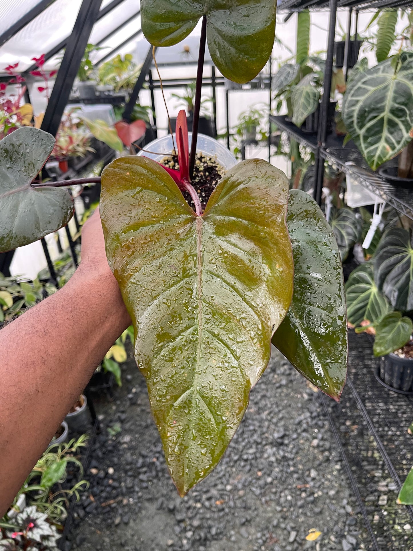 Philodendron Dark Lord