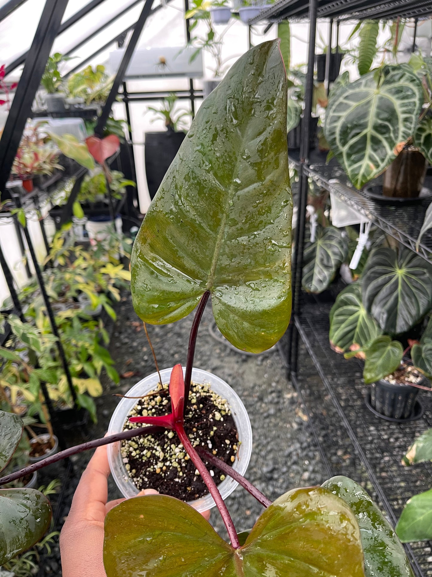 Philodendron Dark Lord