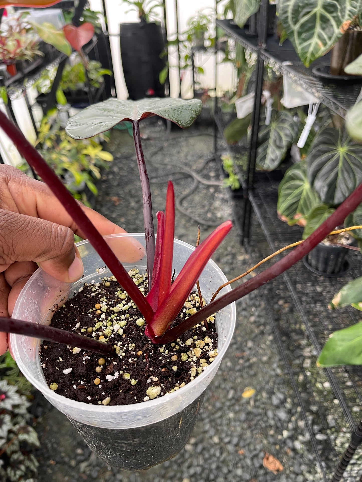 Philodendron Dark Lord