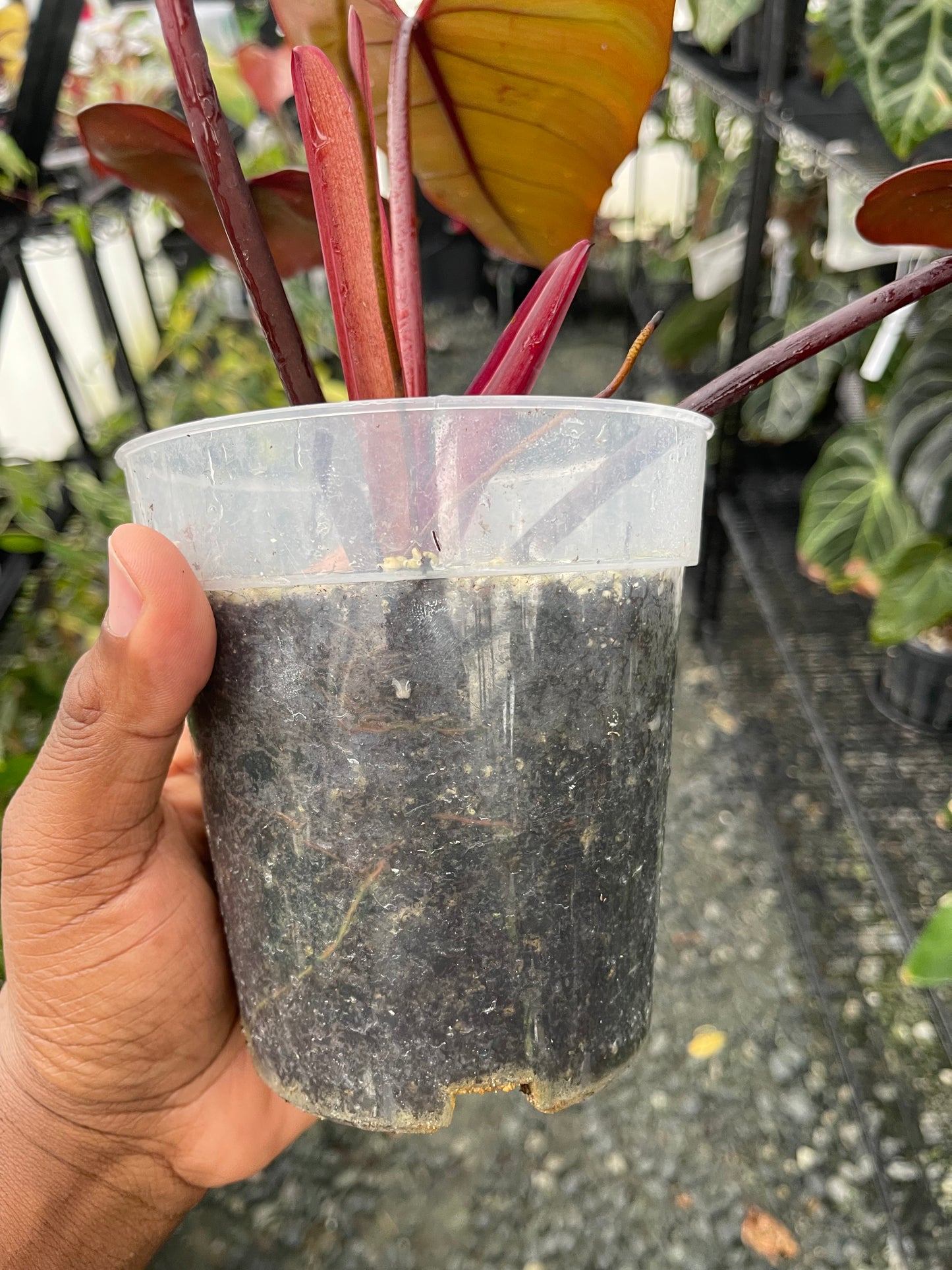 Philodendron Dark Lord