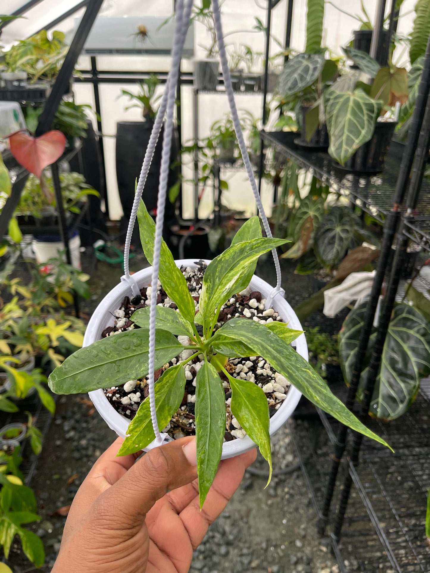 Anthurium Vittarifolium Variegated