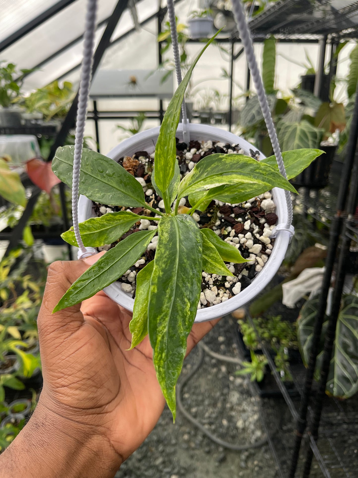 Anthurium Vittarifolium Variegated