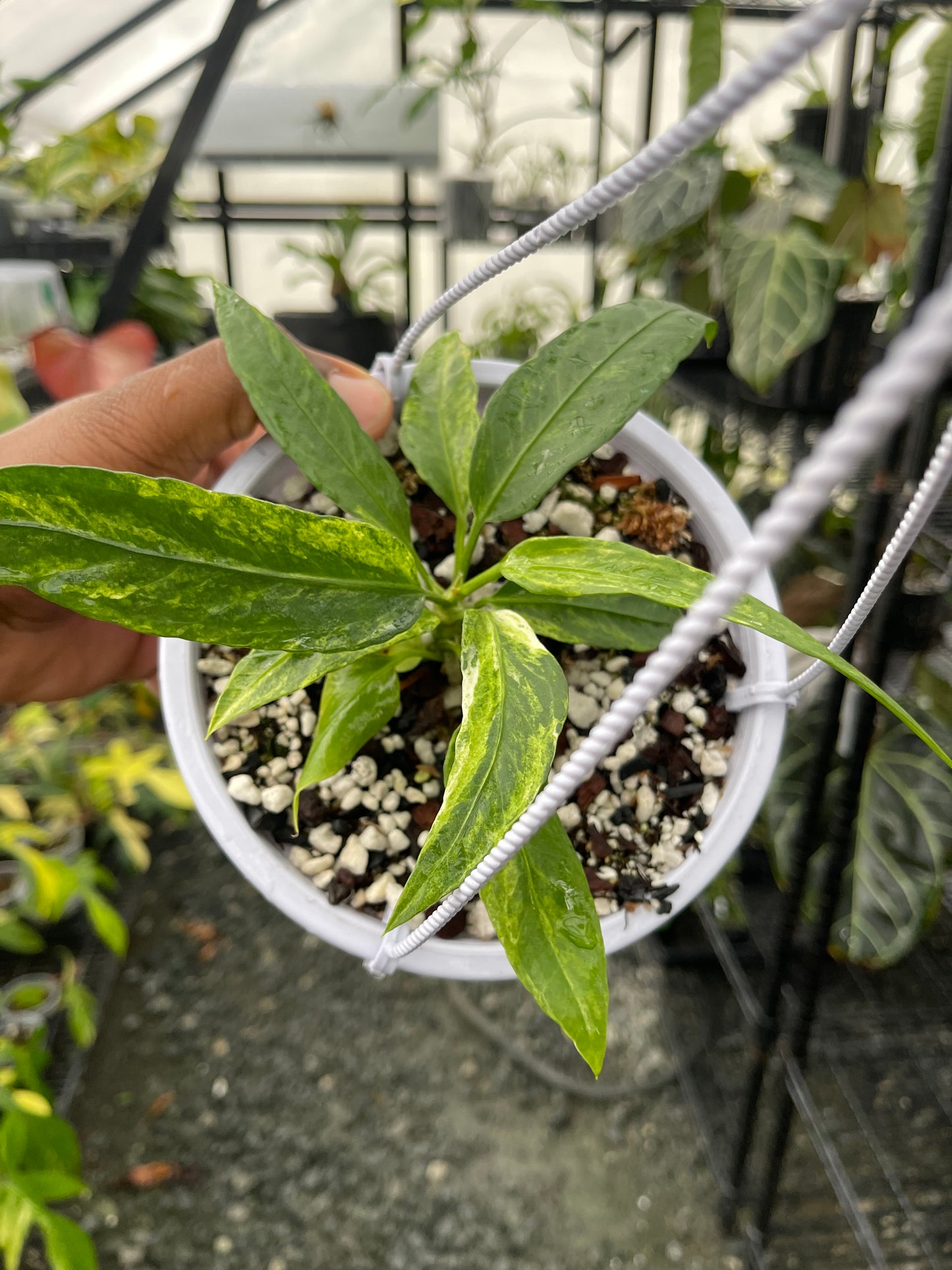 Anthurium Vittarifolium Variegated