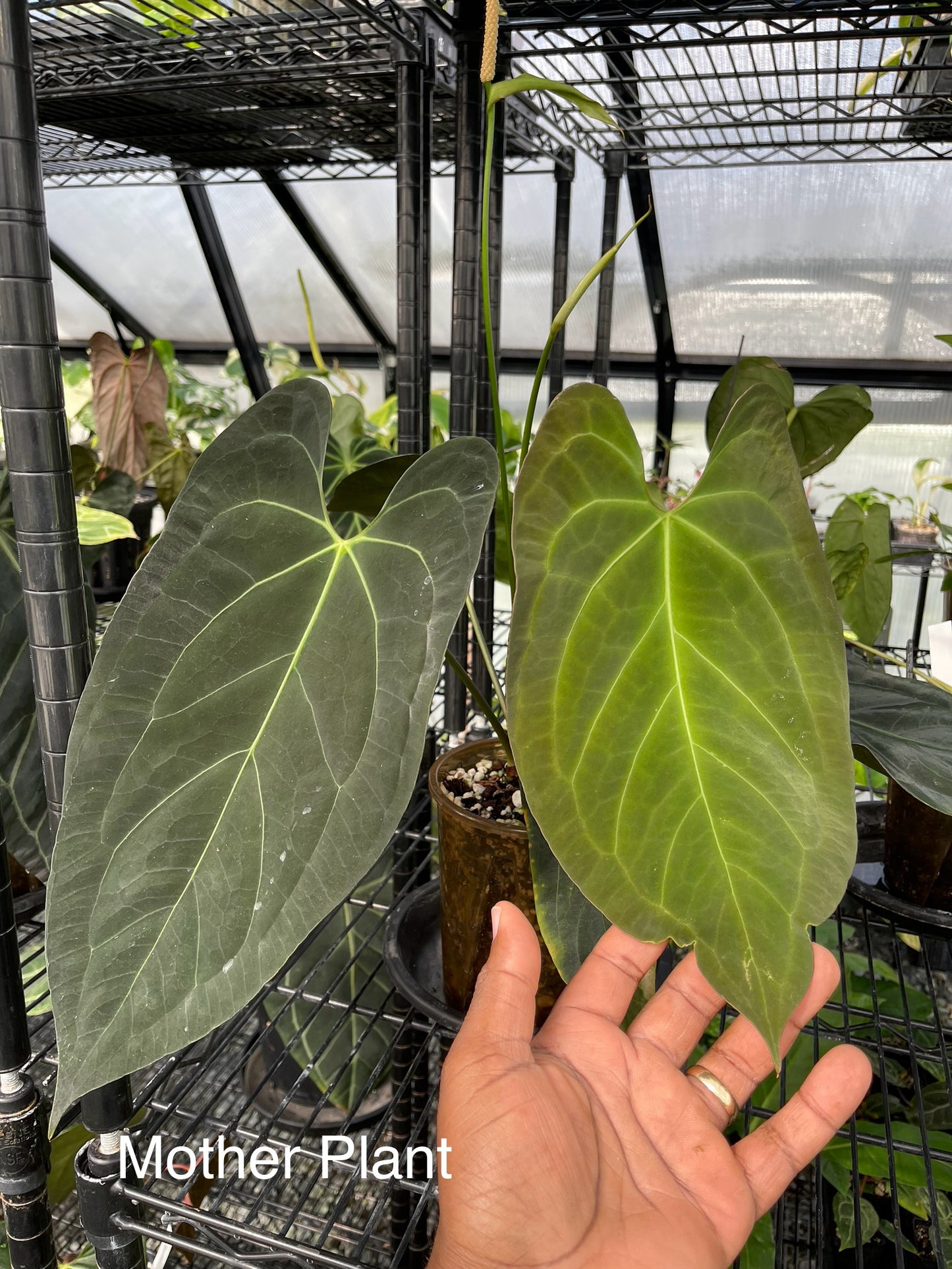 Anthurium Ree Papillilaminum x Self (Clone)