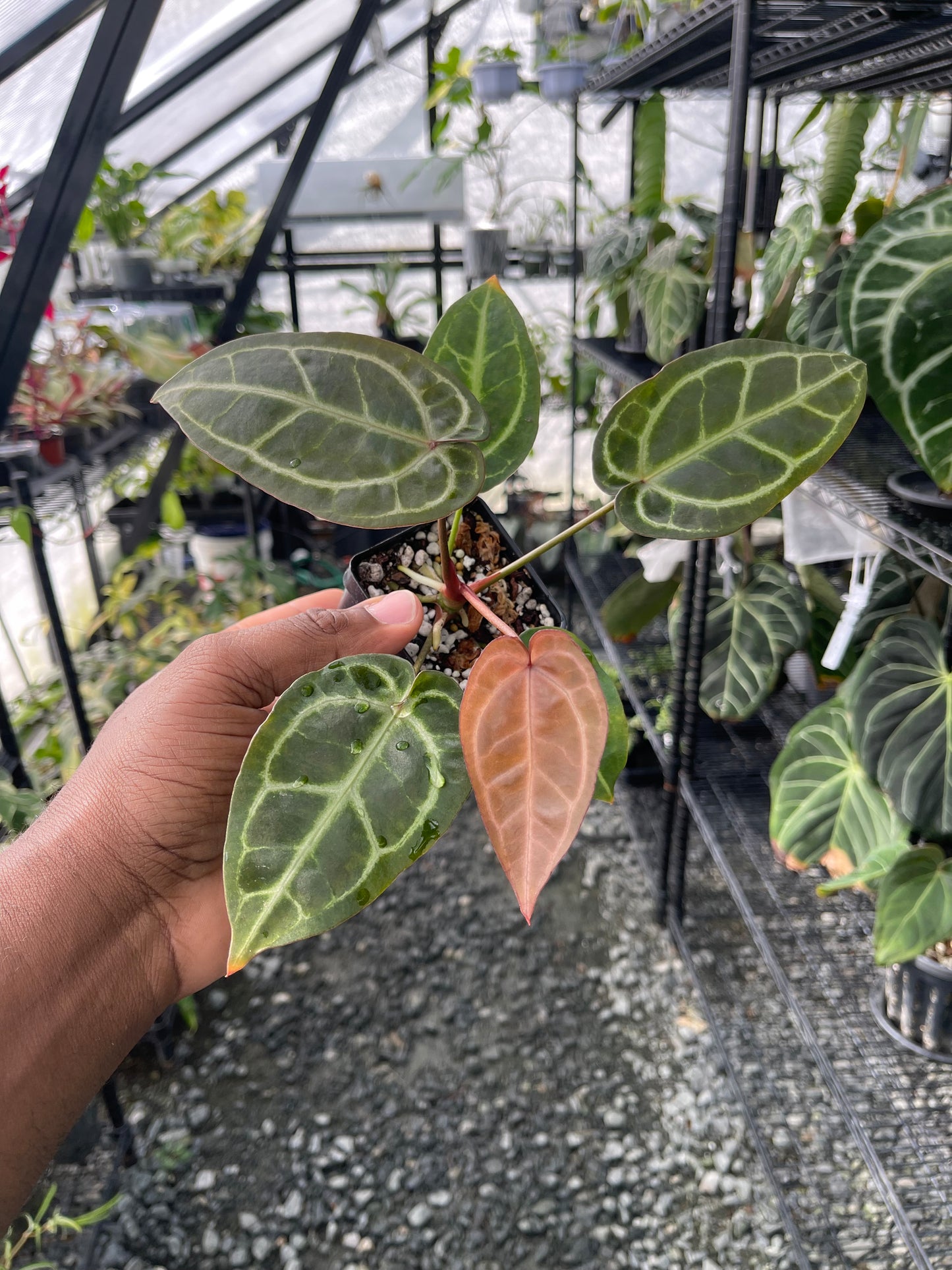 Anthurium Tim Anderson Cinnamon Swirl x Tim’s Black x Self- Grower’s Choice