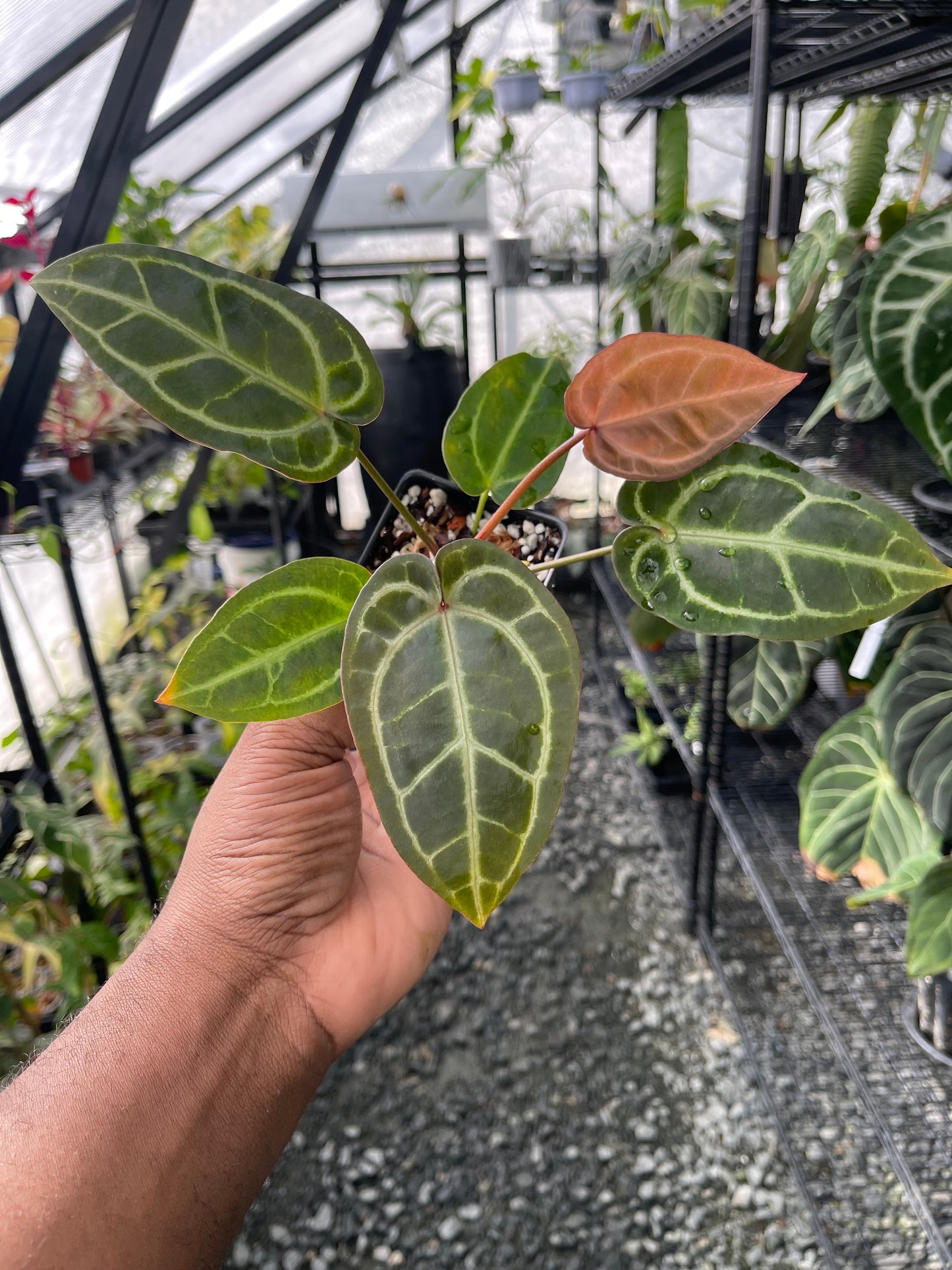 Anthurium Tim Anderson Cinnamon Swirl x Tim’s Black x Self- Grower’s Choice
