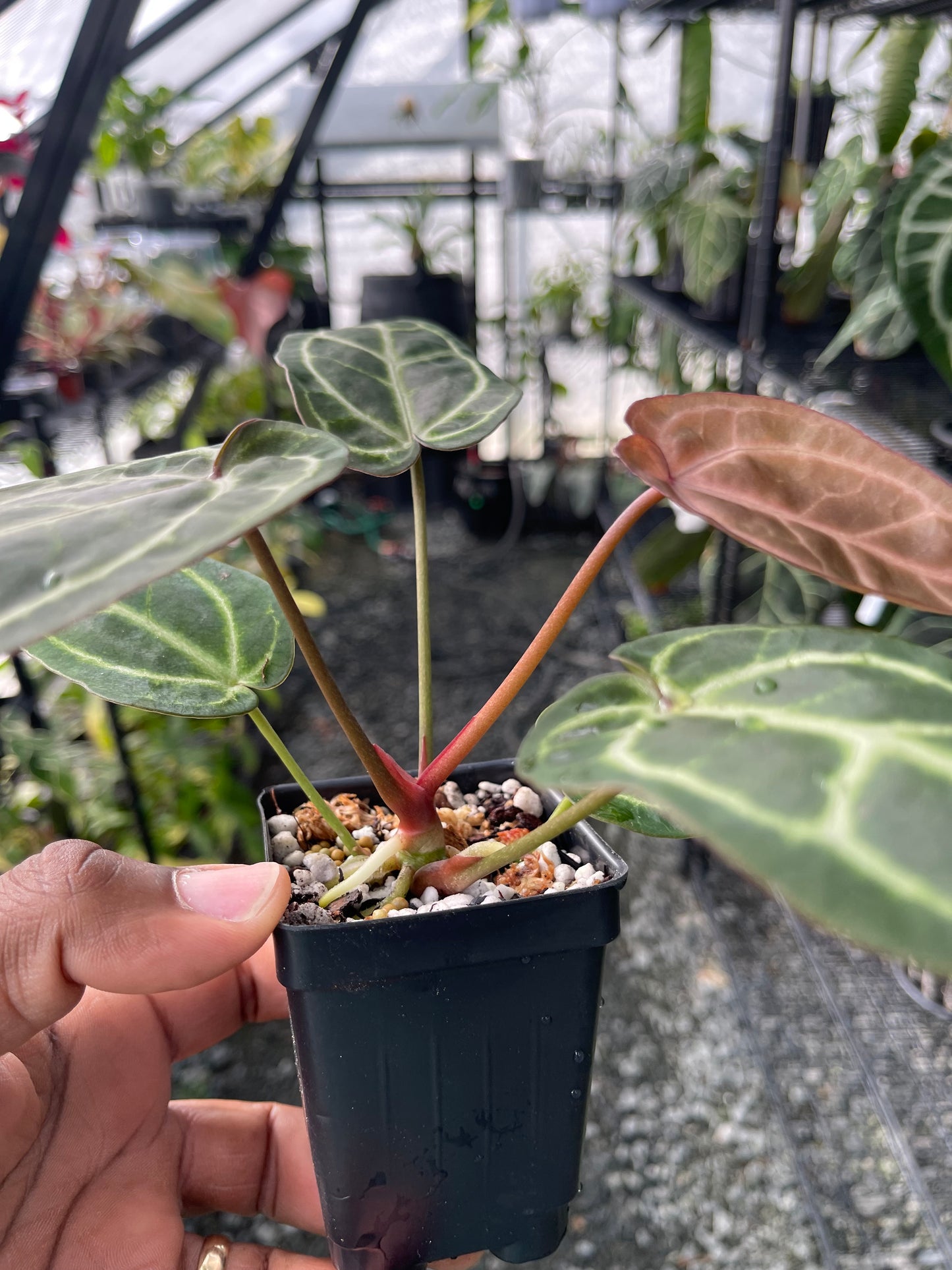 Anthurium Tim Anderson Cinnamon Swirl x Tim’s Black x Self- Grower’s Choice