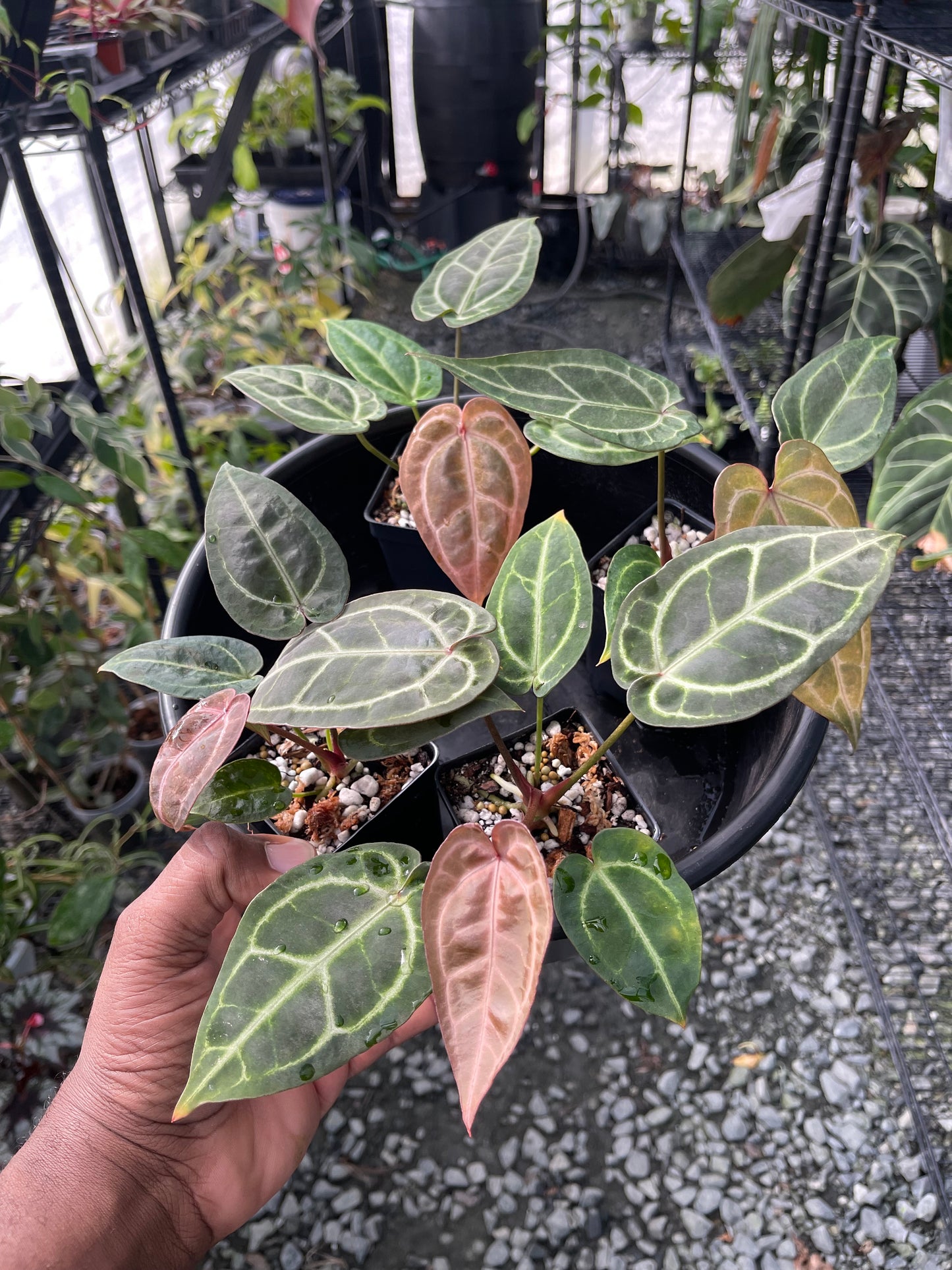 Anthurium Tim Anderson Cinnamon Swirl x Tim’s Black x Self- Grower’s Choice