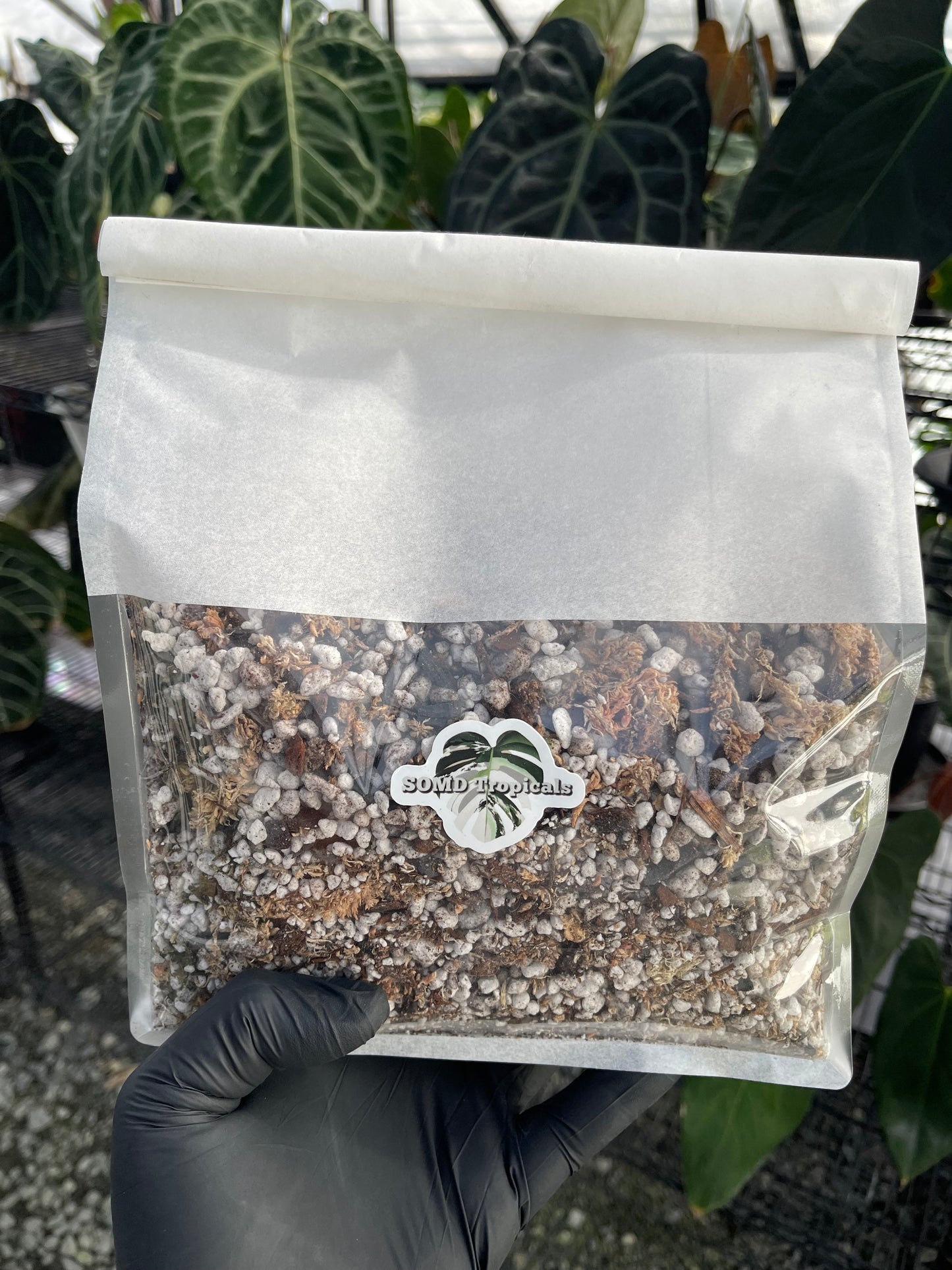 Superior Blend- Light & Airy Anthurium Mix