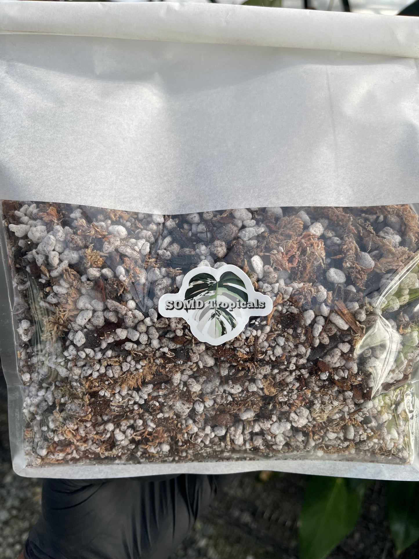 Superior Blend- Light & Airy Anthurium Mix