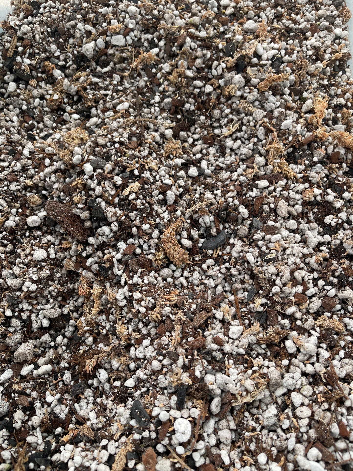 Superior Blend- Light & Airy Anthurium Mix