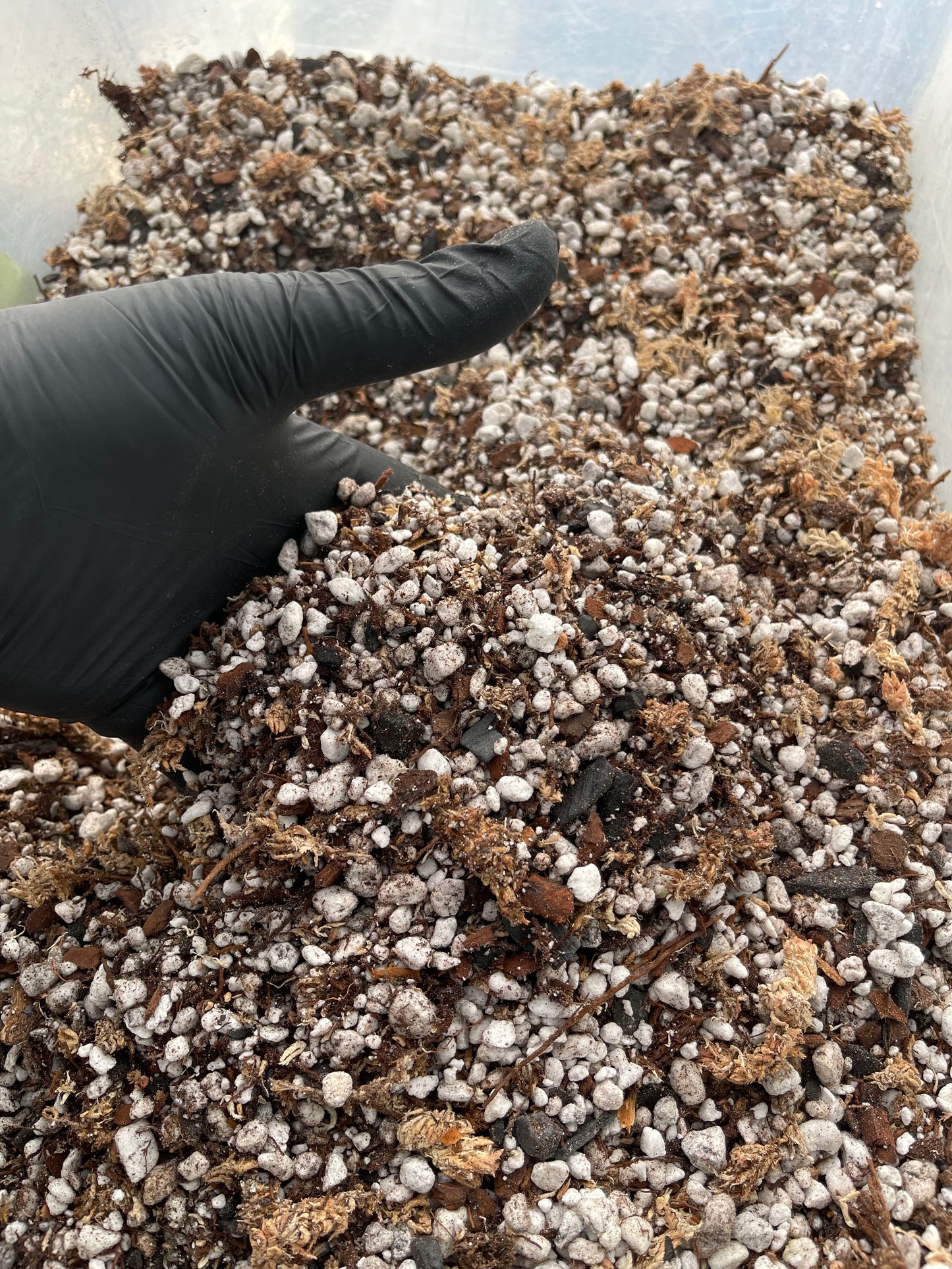 Superior Blend- Light & Airy Anthurium Mix