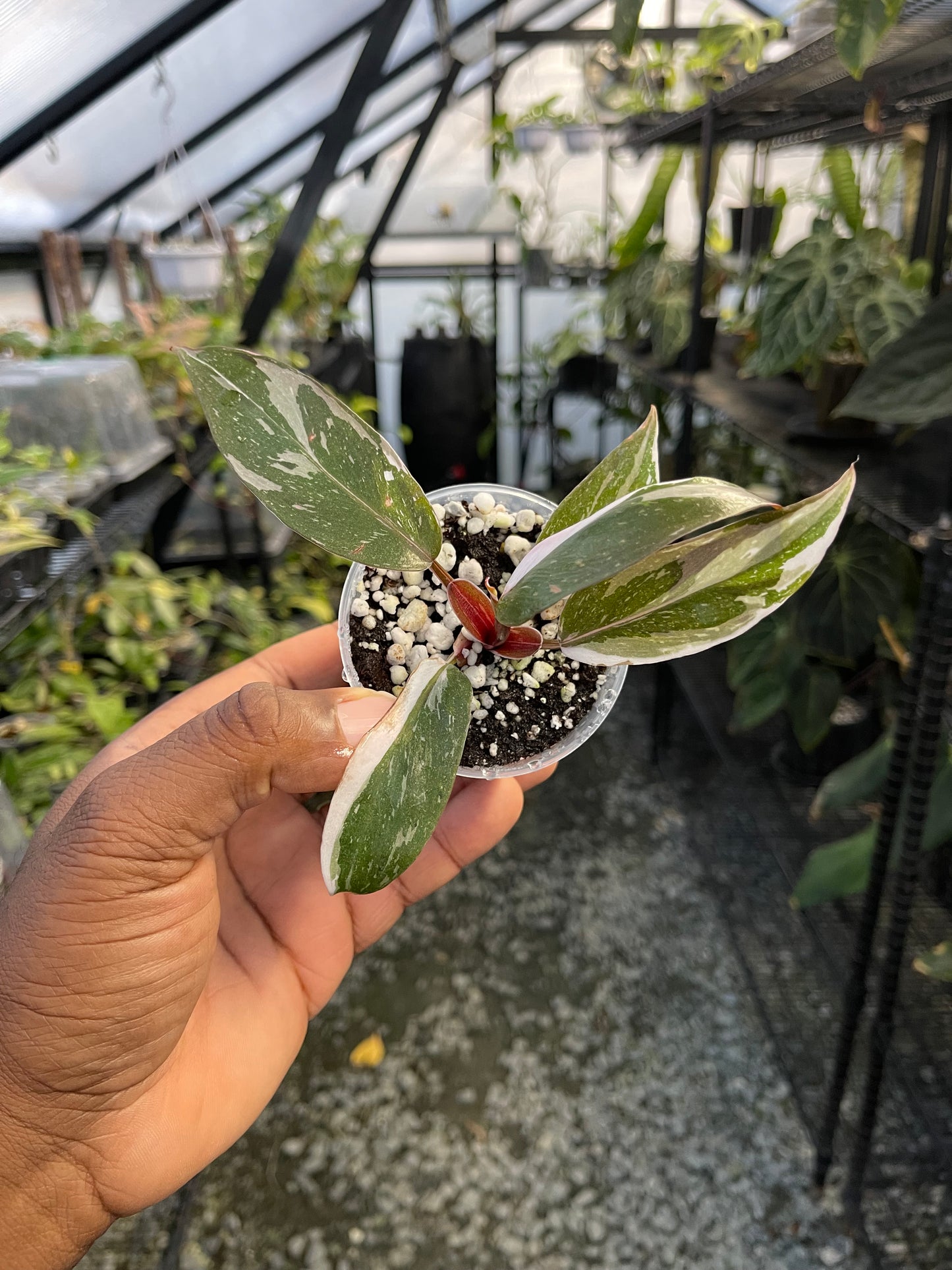 Philodendron Red Anderson