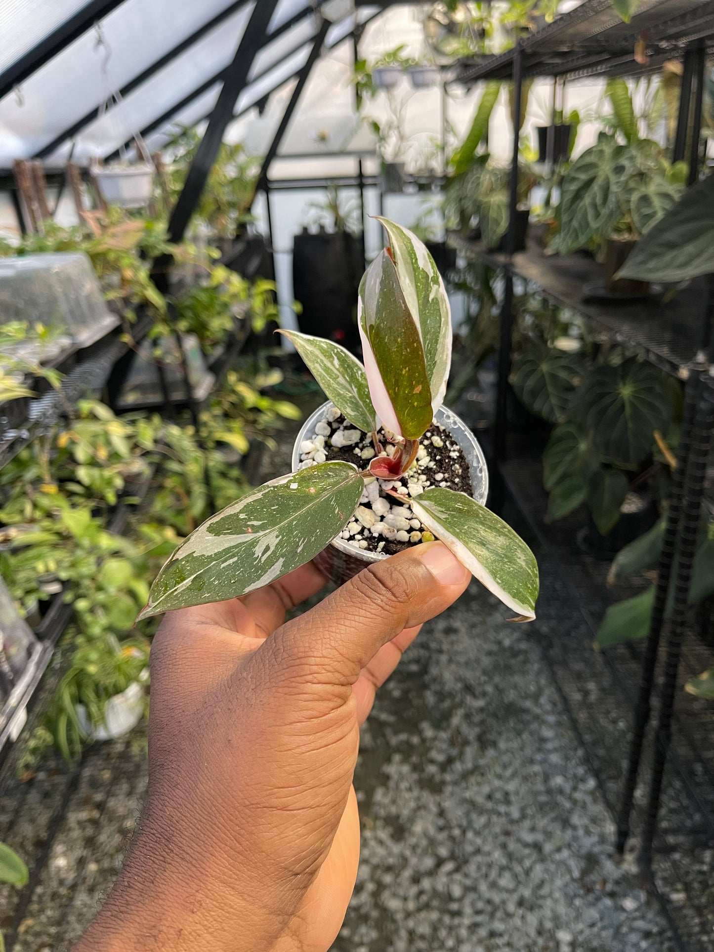 Philodendron Red Anderson