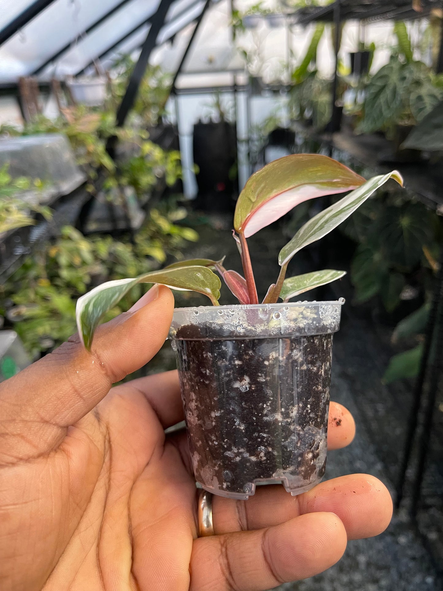 Philodendron Red Anderson